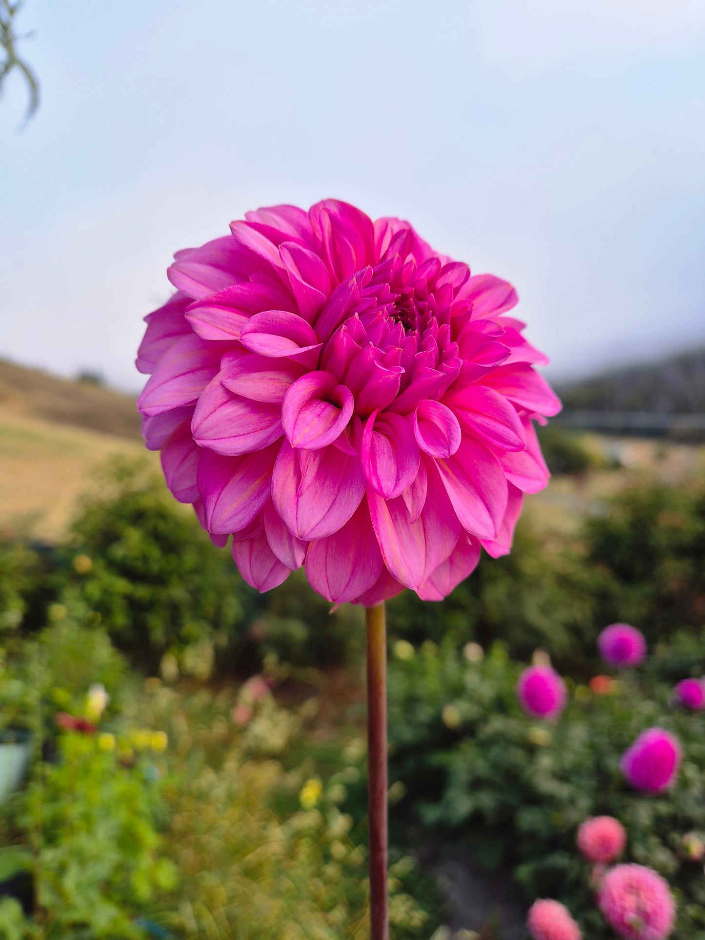 Lileah Pink Petticoats