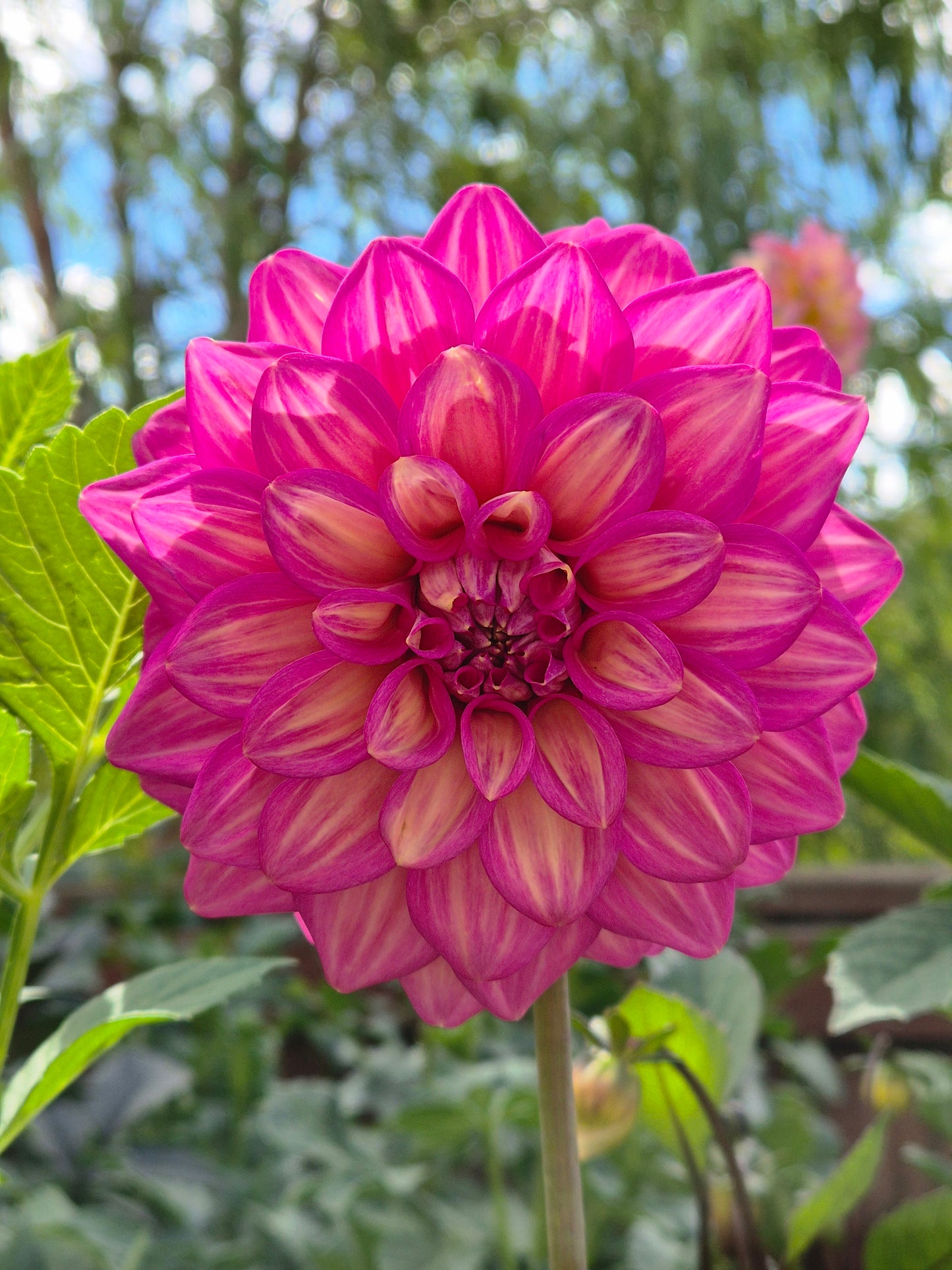 Belle (Juliette)