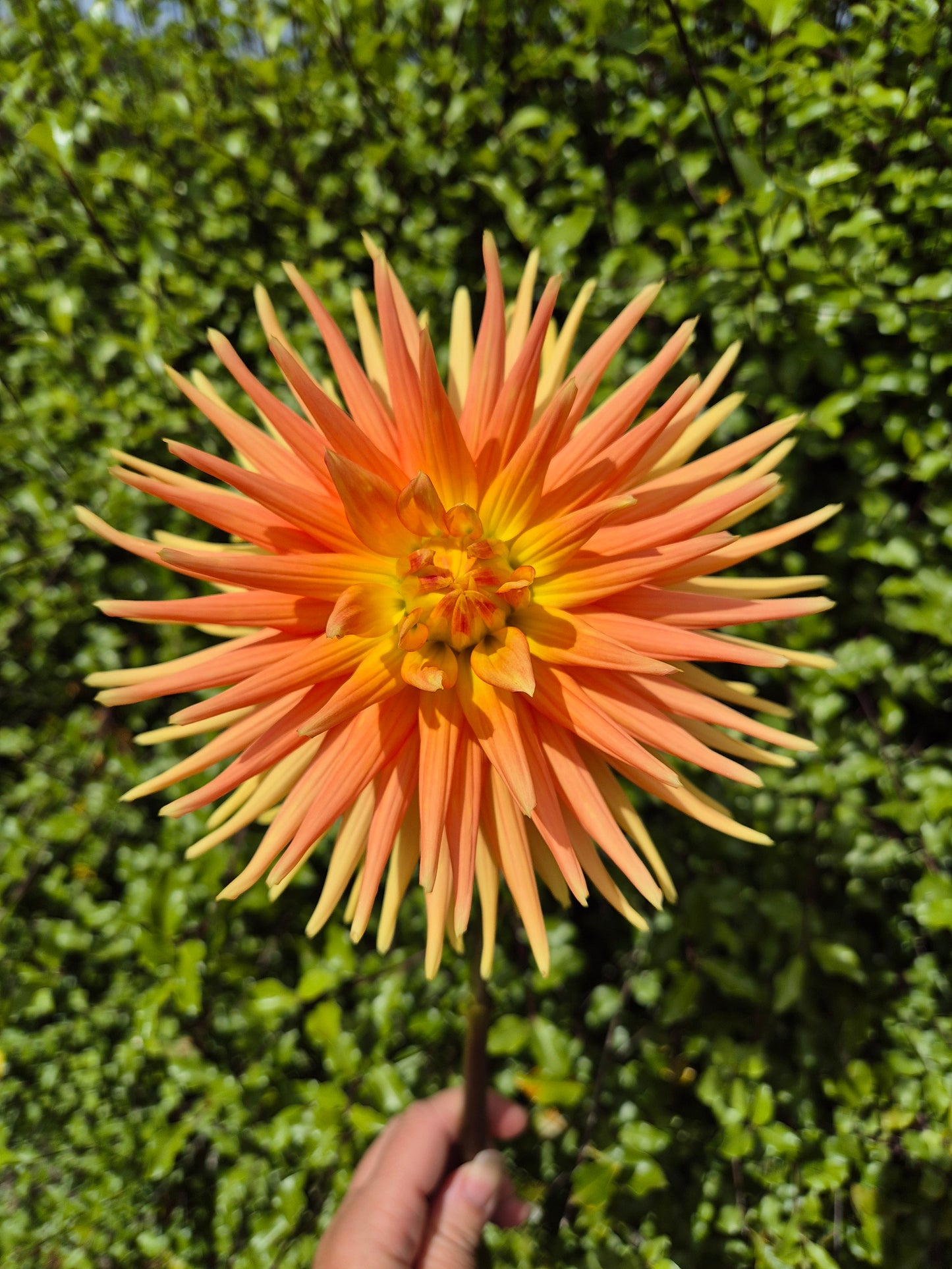Sunburst