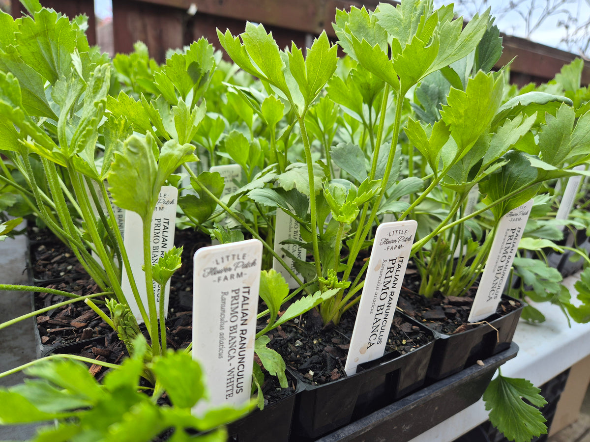 Italian Ranunculus Potted Plants