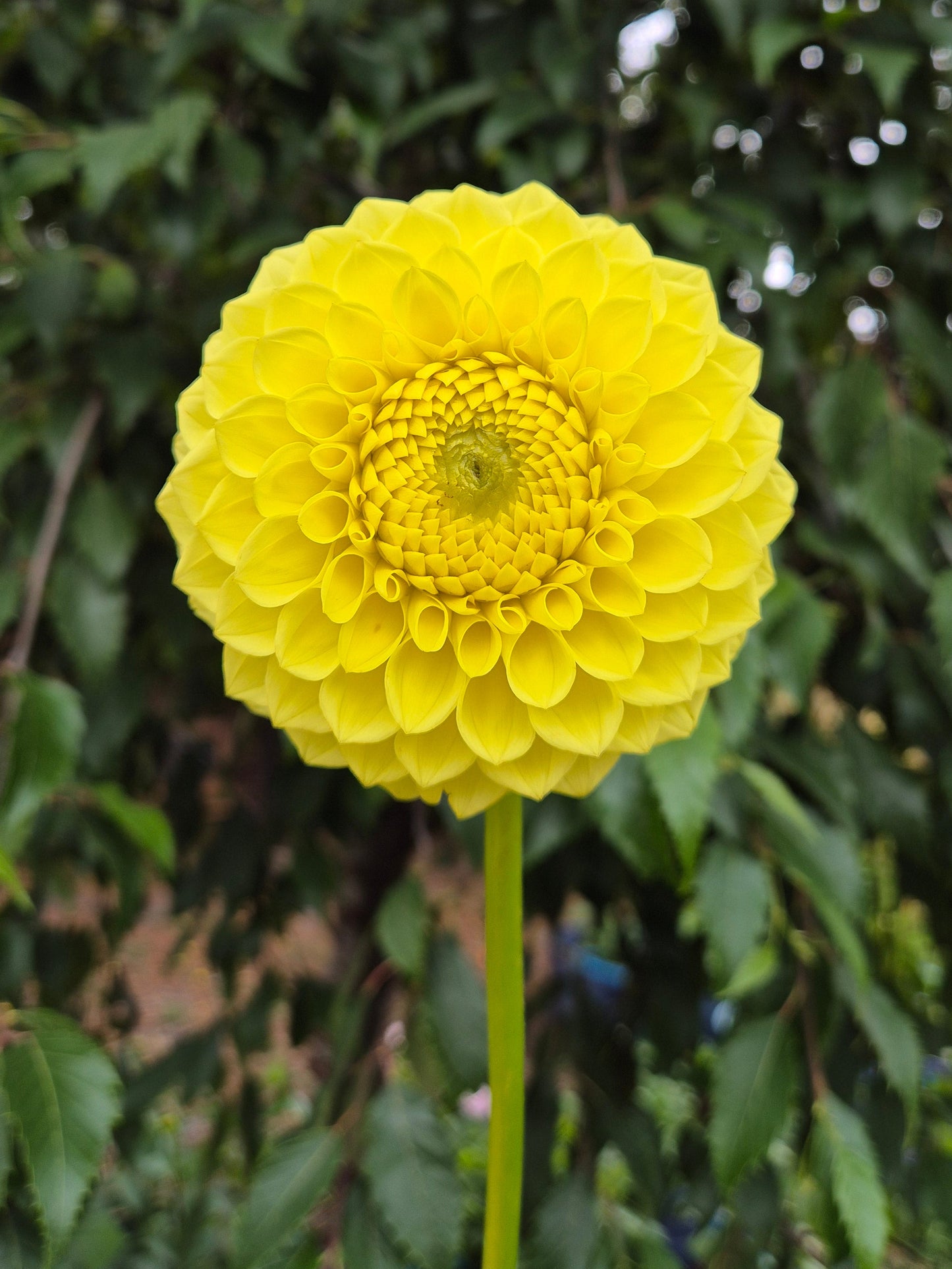 Blyton Golden Girl