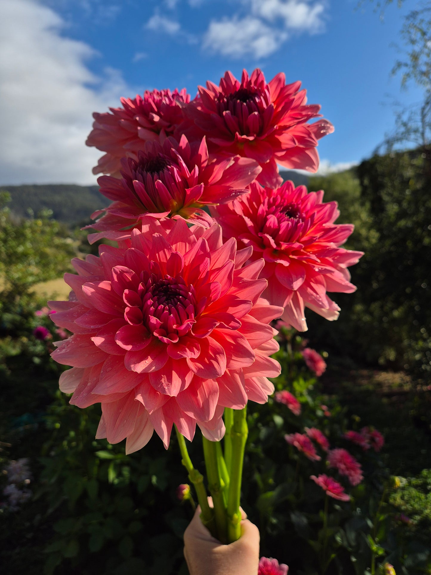 WV's Victoria Blush