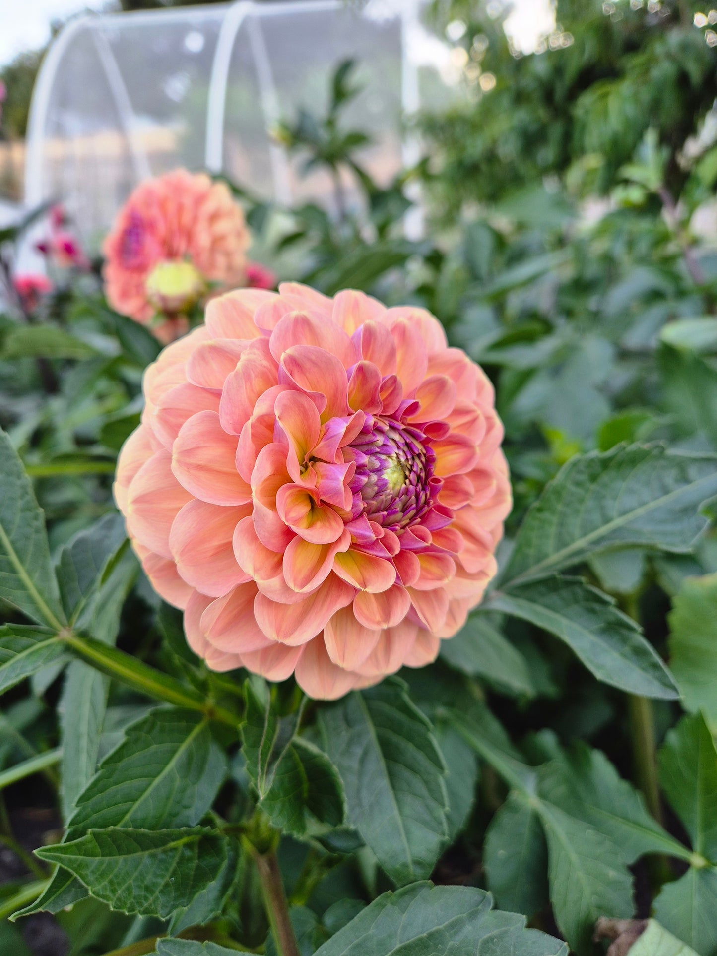 Breannon