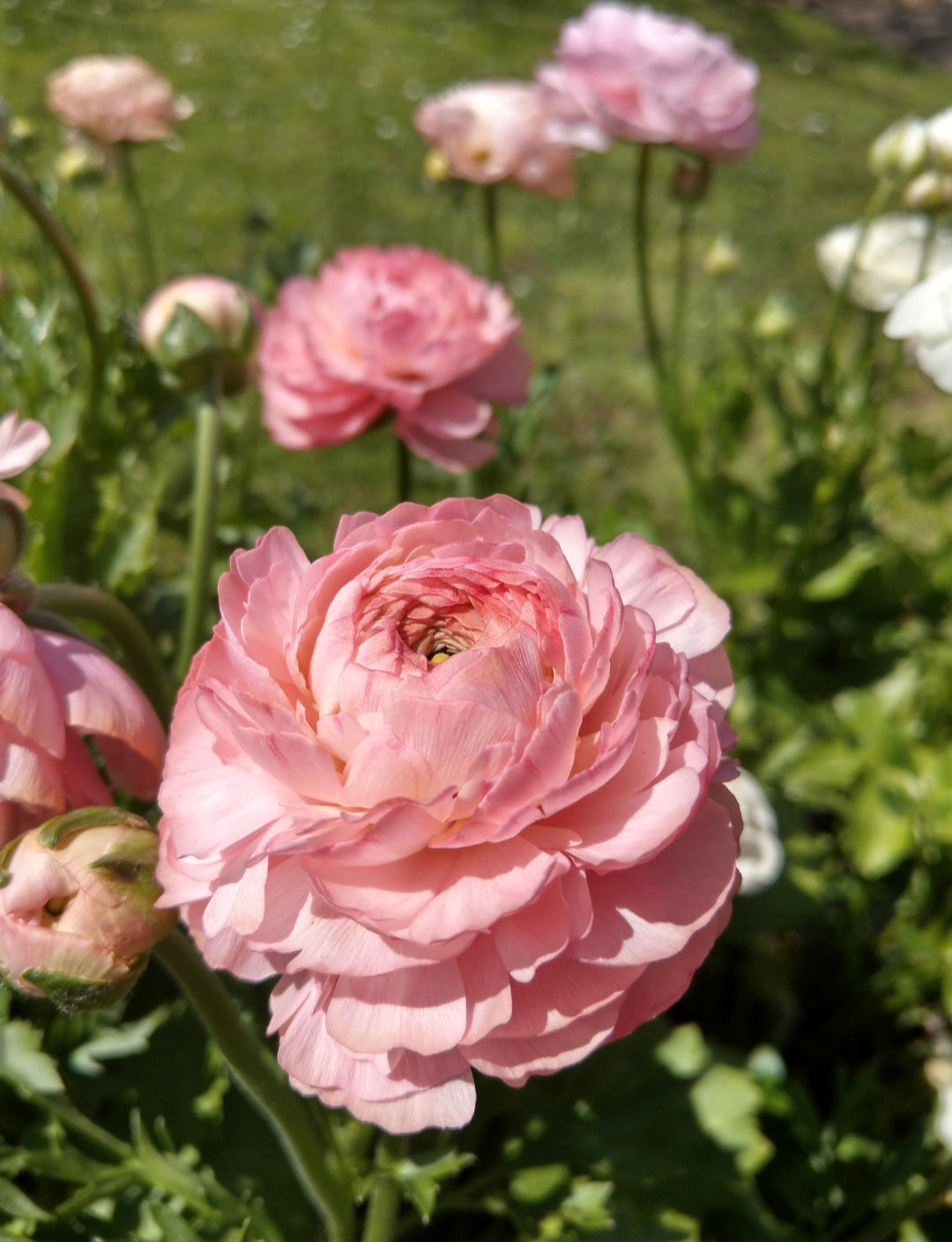 ITALIAN RANUNCULUS - POTTED PLANTS