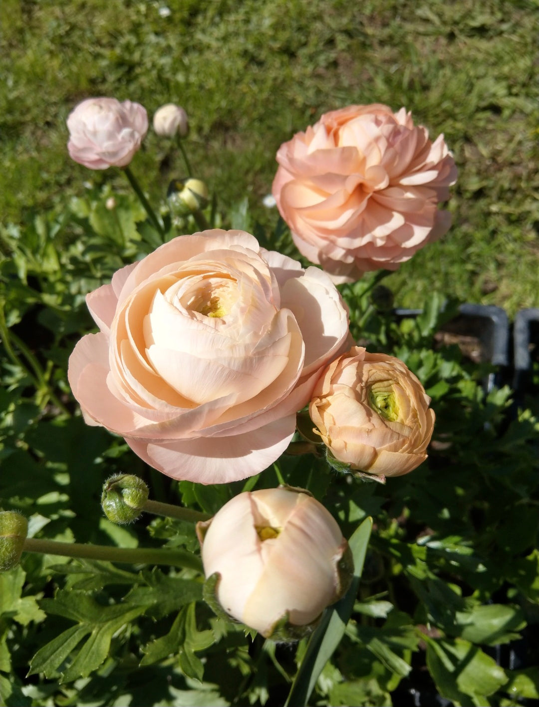 Italian Ranunculus Potted Plants