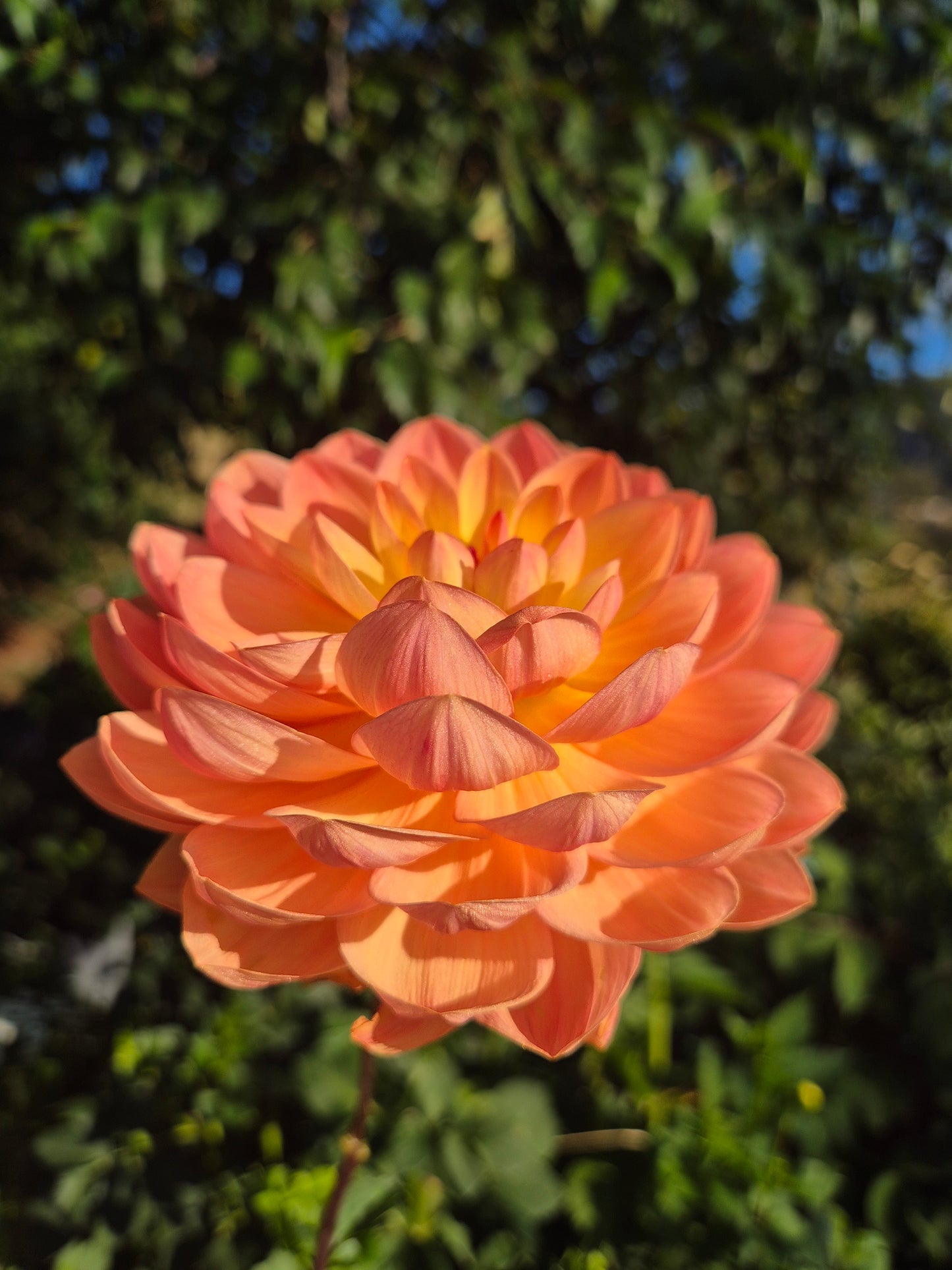 Granite Peachy