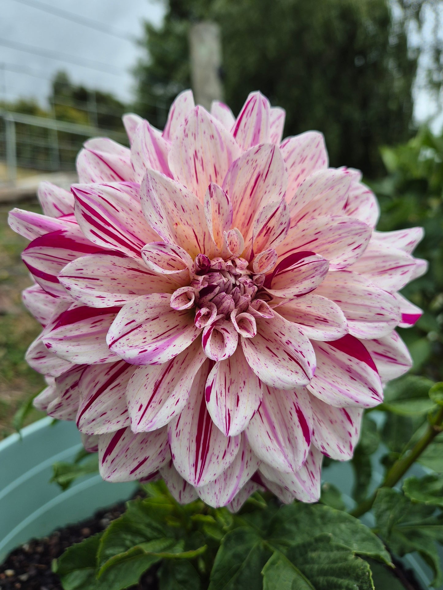Florelie Kahuna