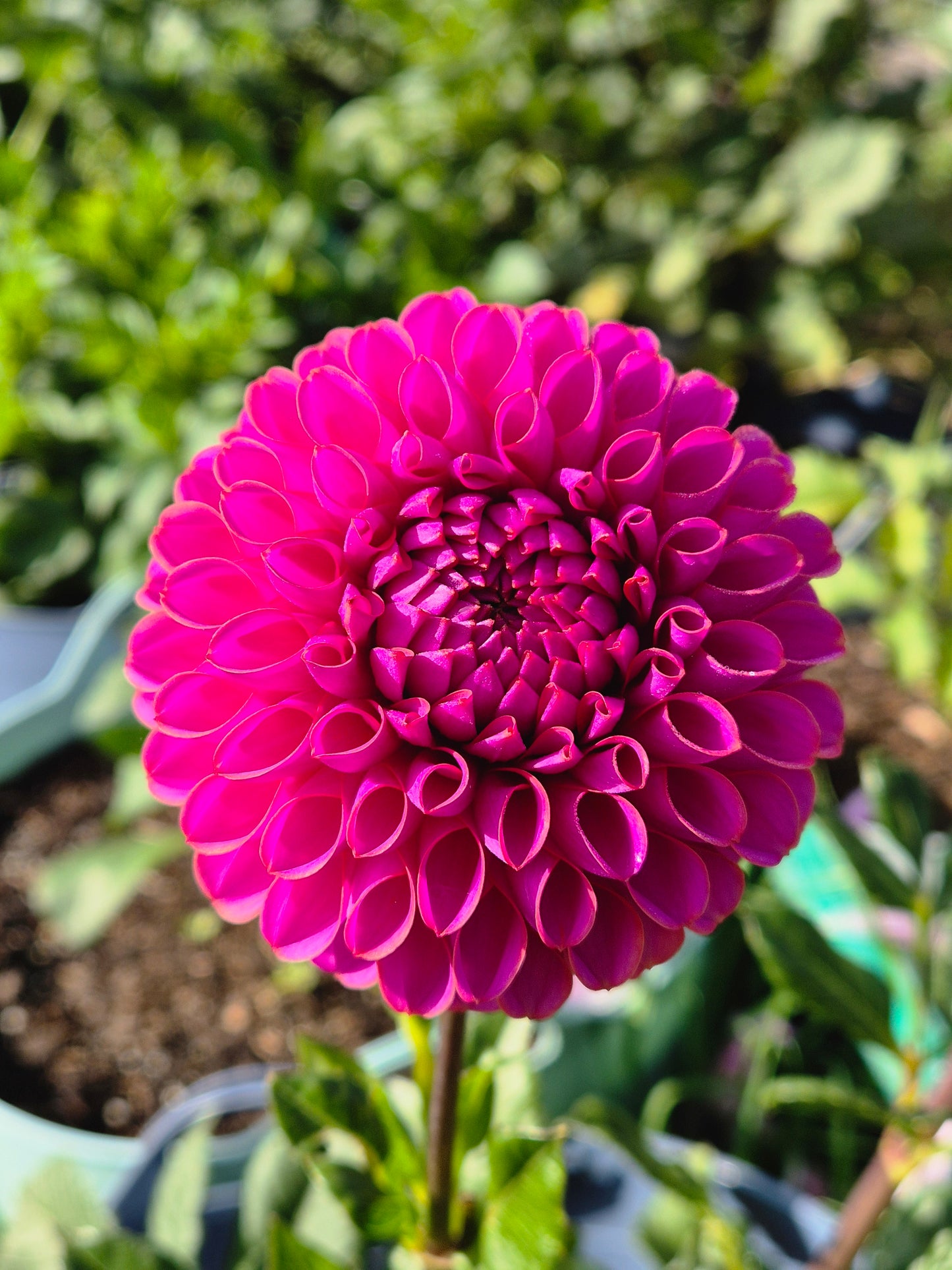 Isabel (variegated)