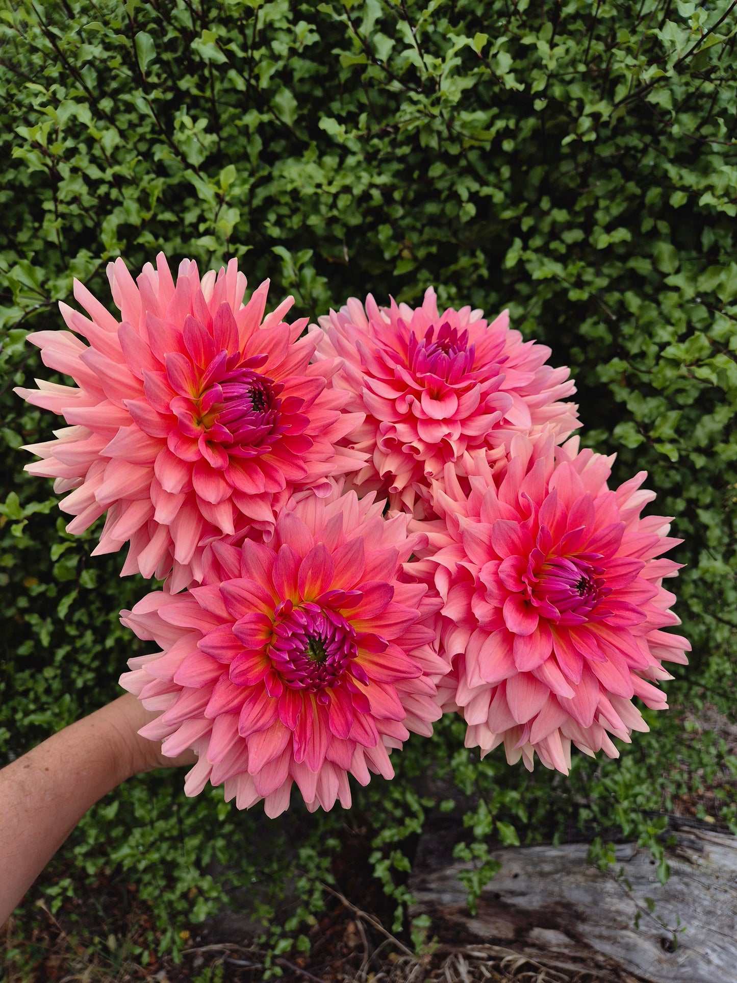 WV's Victoria Blush