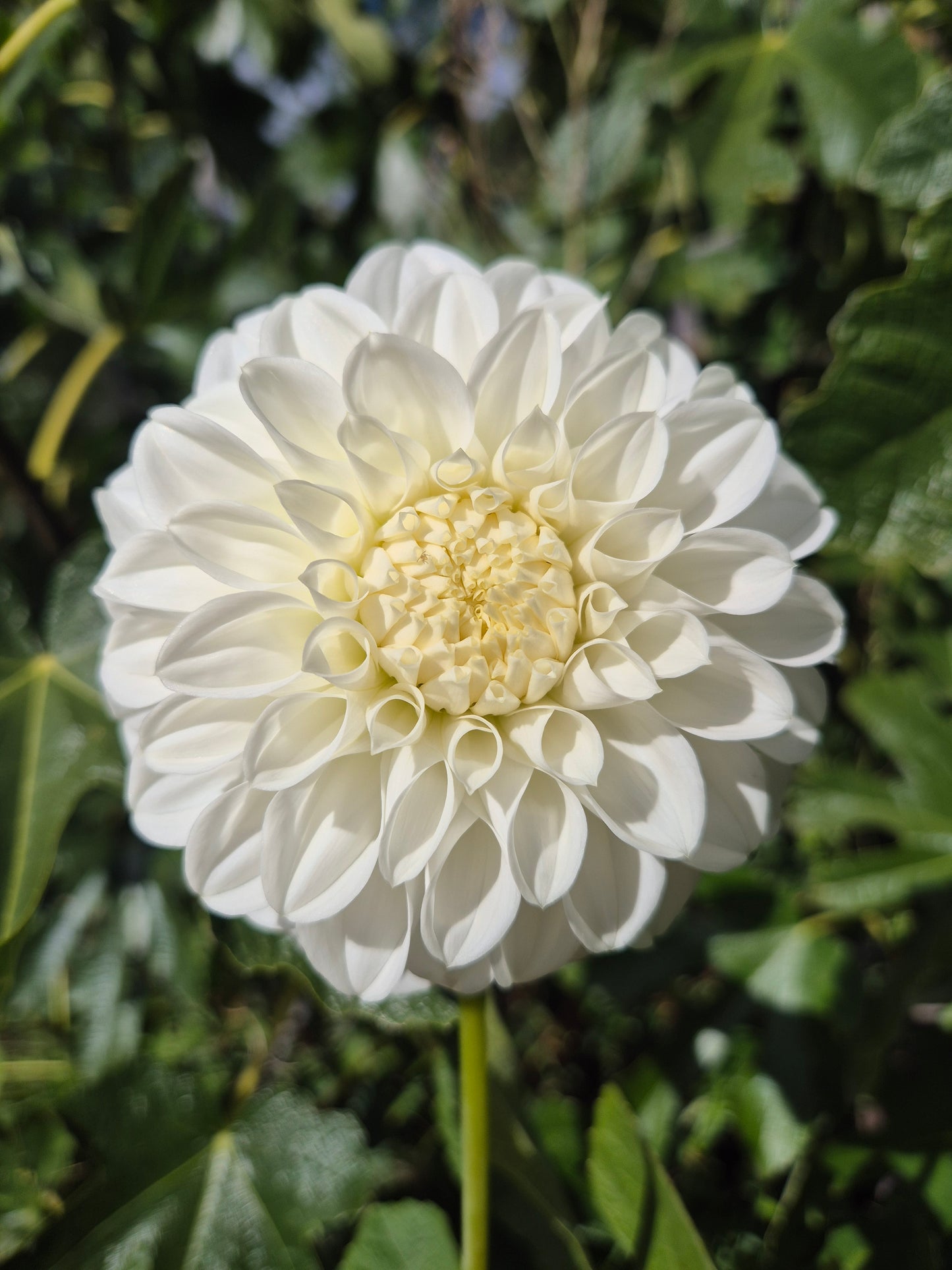 Coorabell Alpine