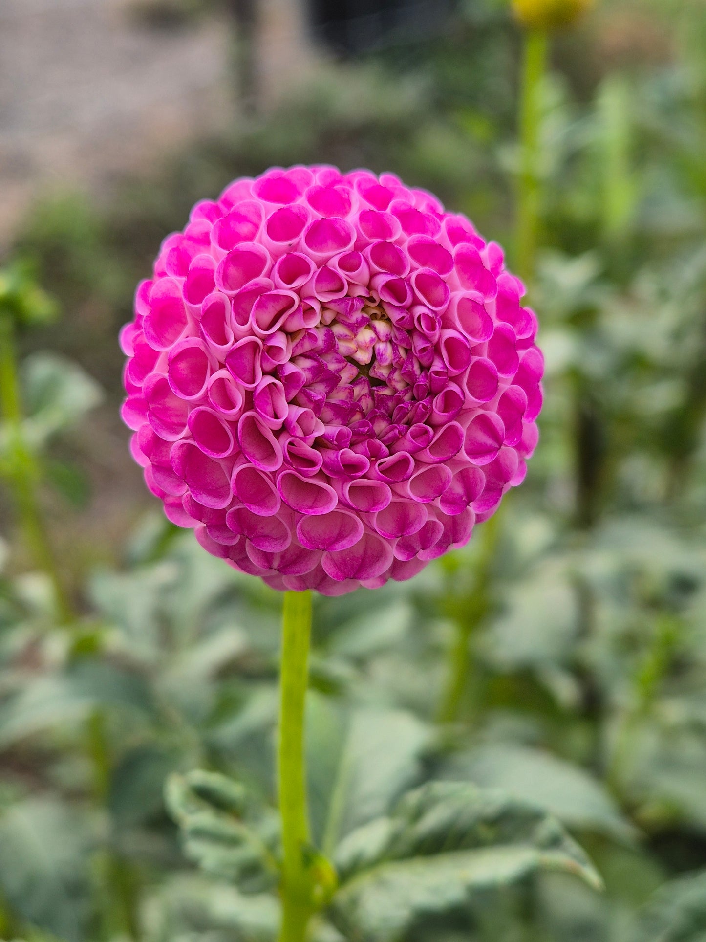 AI Pom
