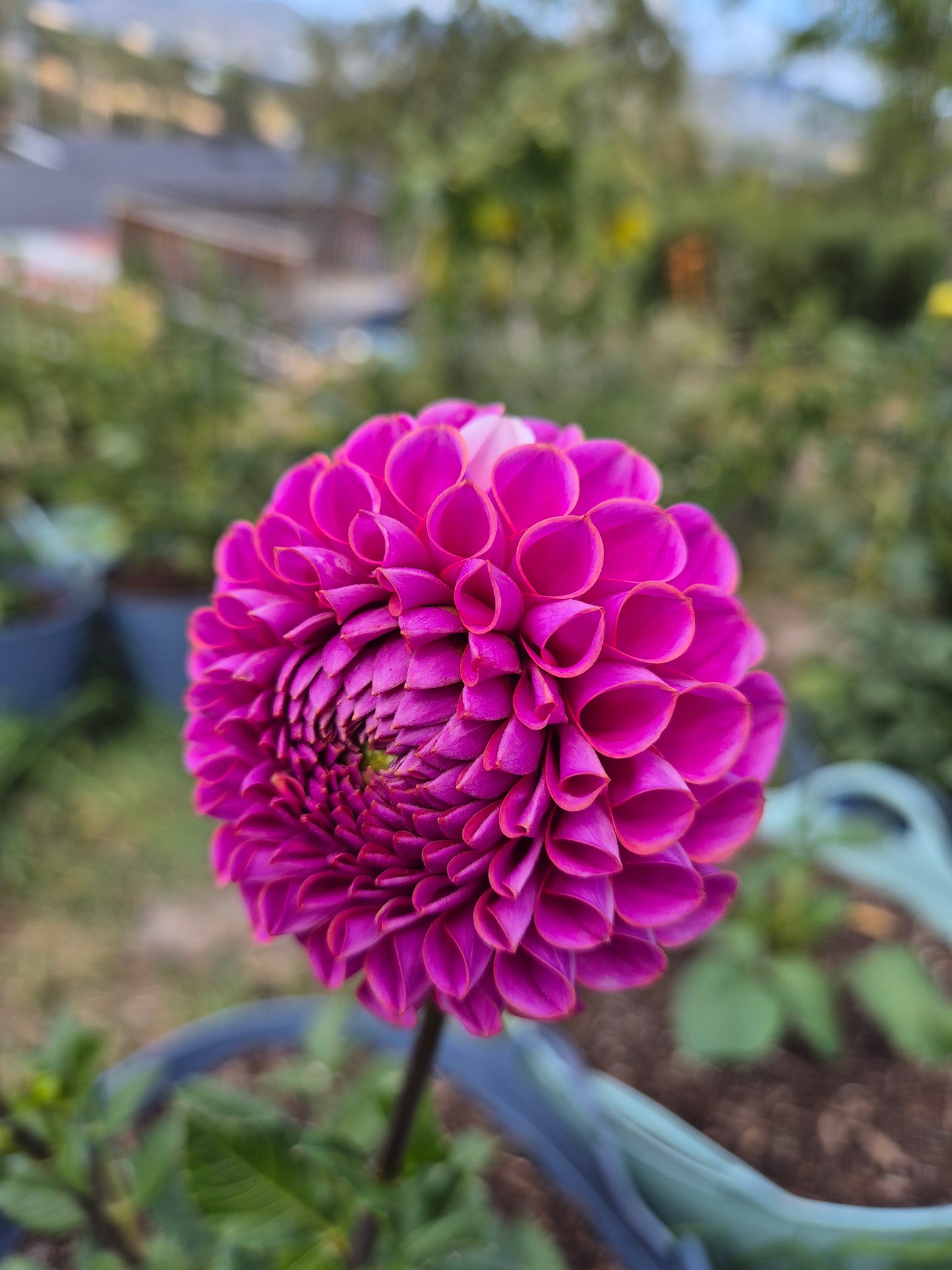 Isabel (variegated)