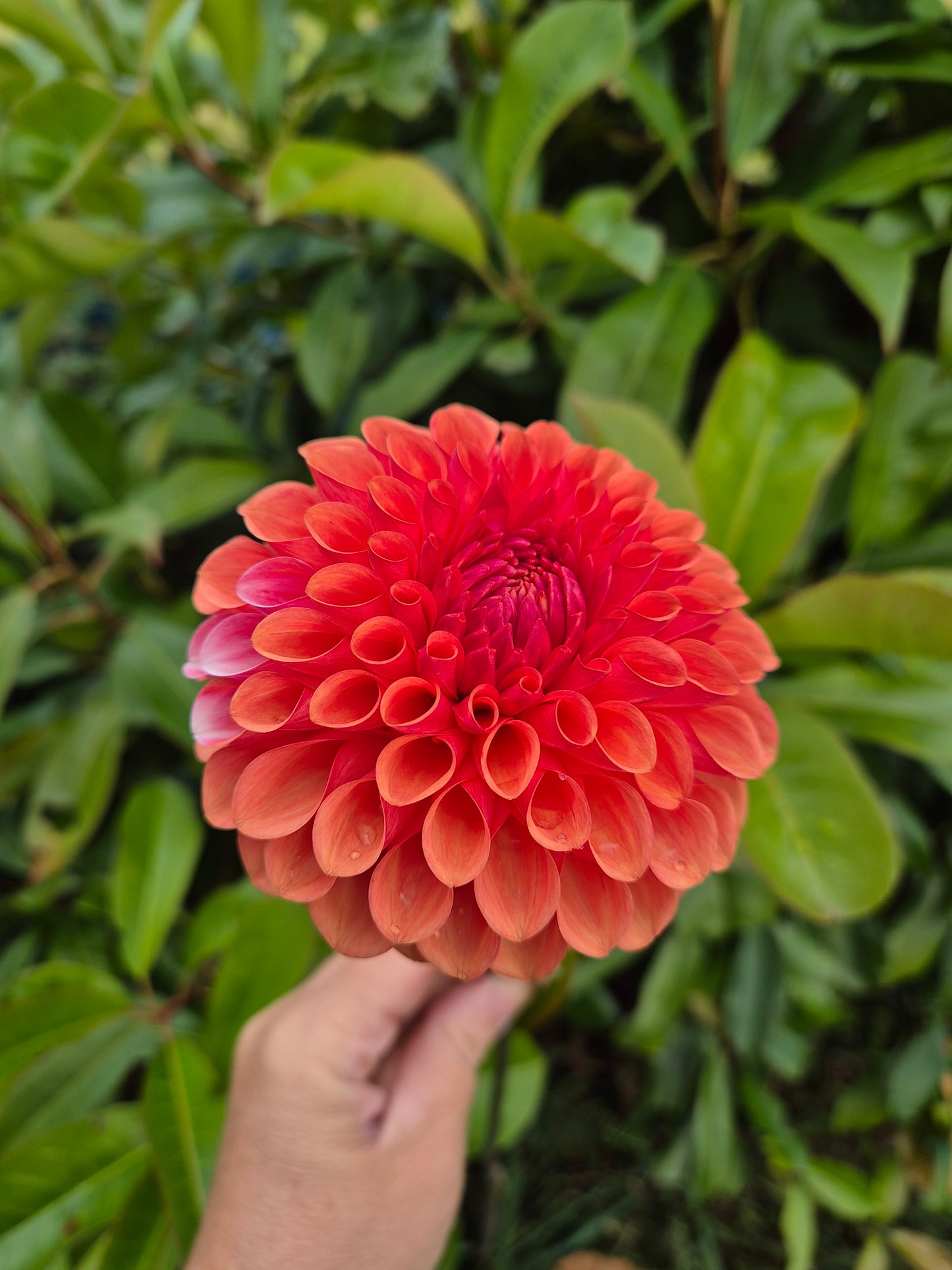 Florelie Angostura