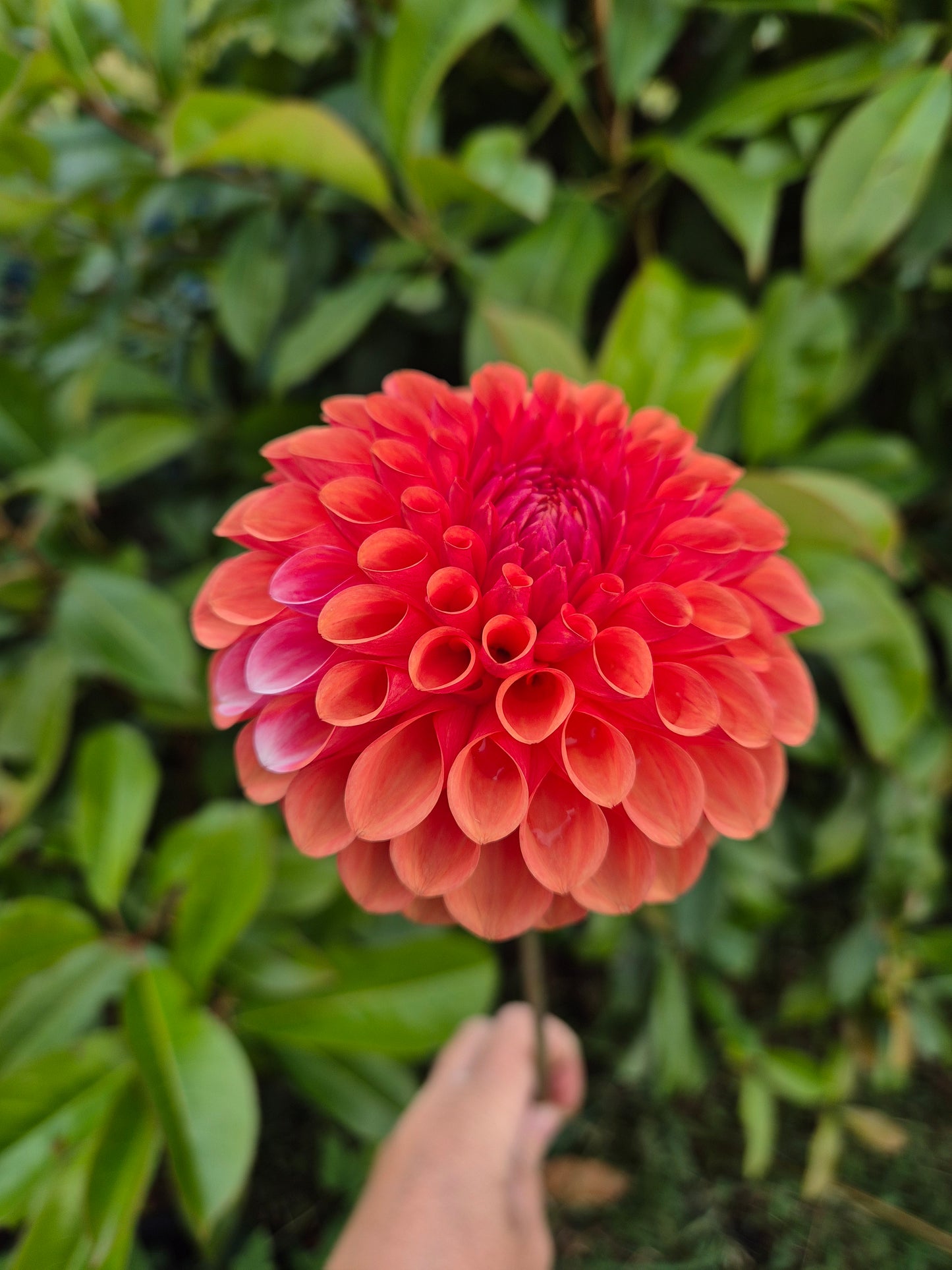 Florelie Angostura