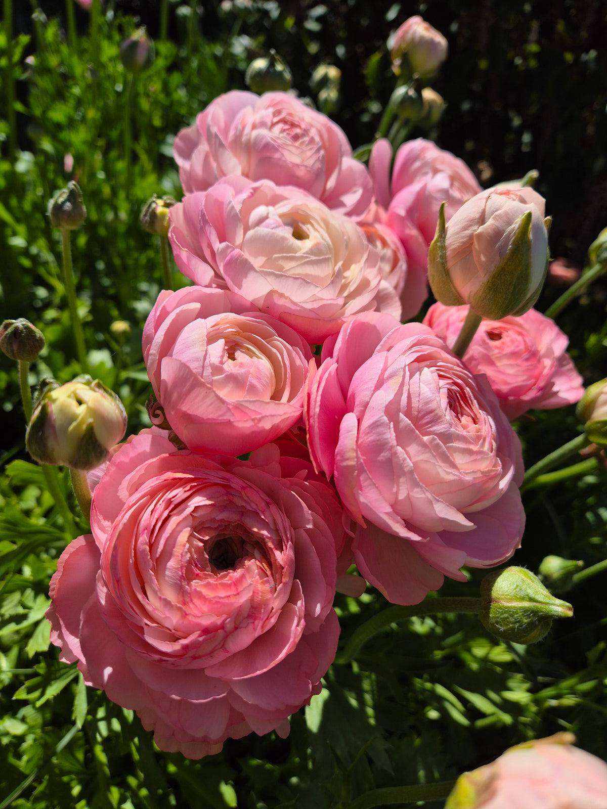 Italian Ranunculus Potted Plants
