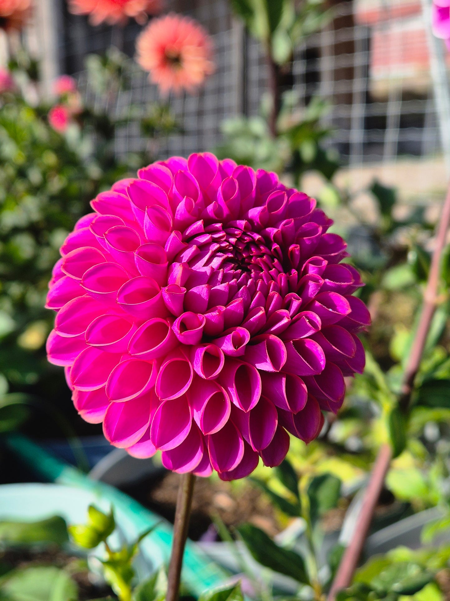 Isabel (variegated)