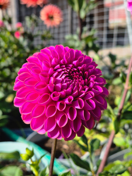 Isabel (variegated)