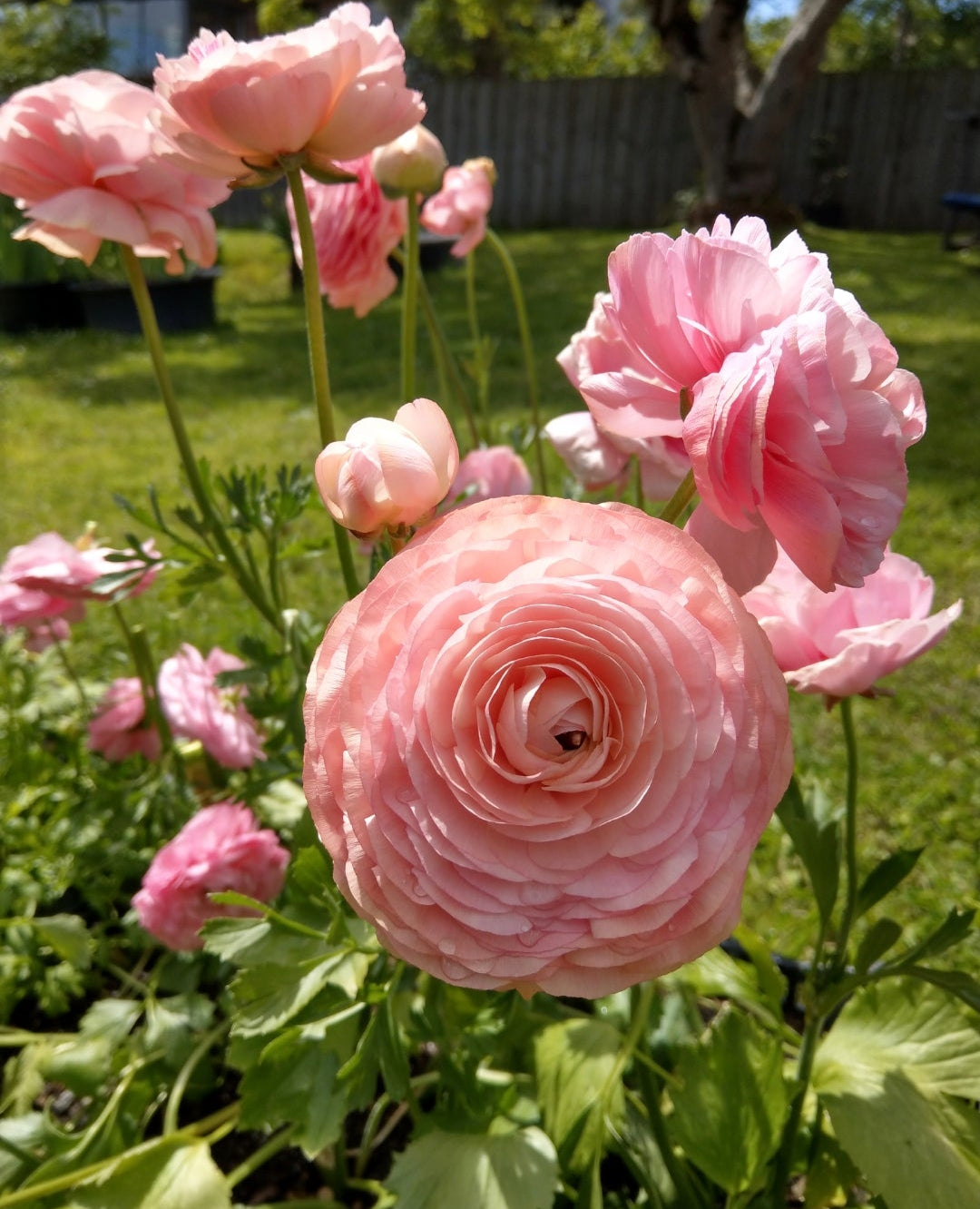 ITALIAN RANUNCULUS - POTTED PLANTS