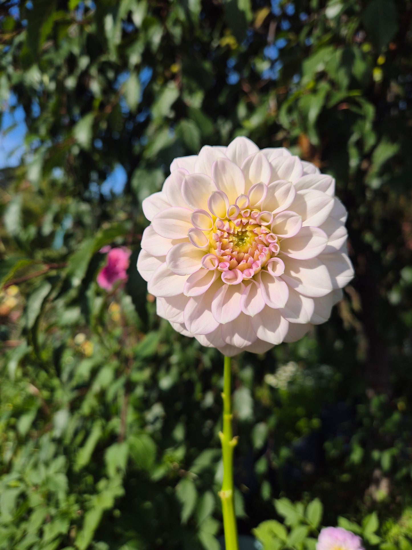 Warraview Lady Catherine