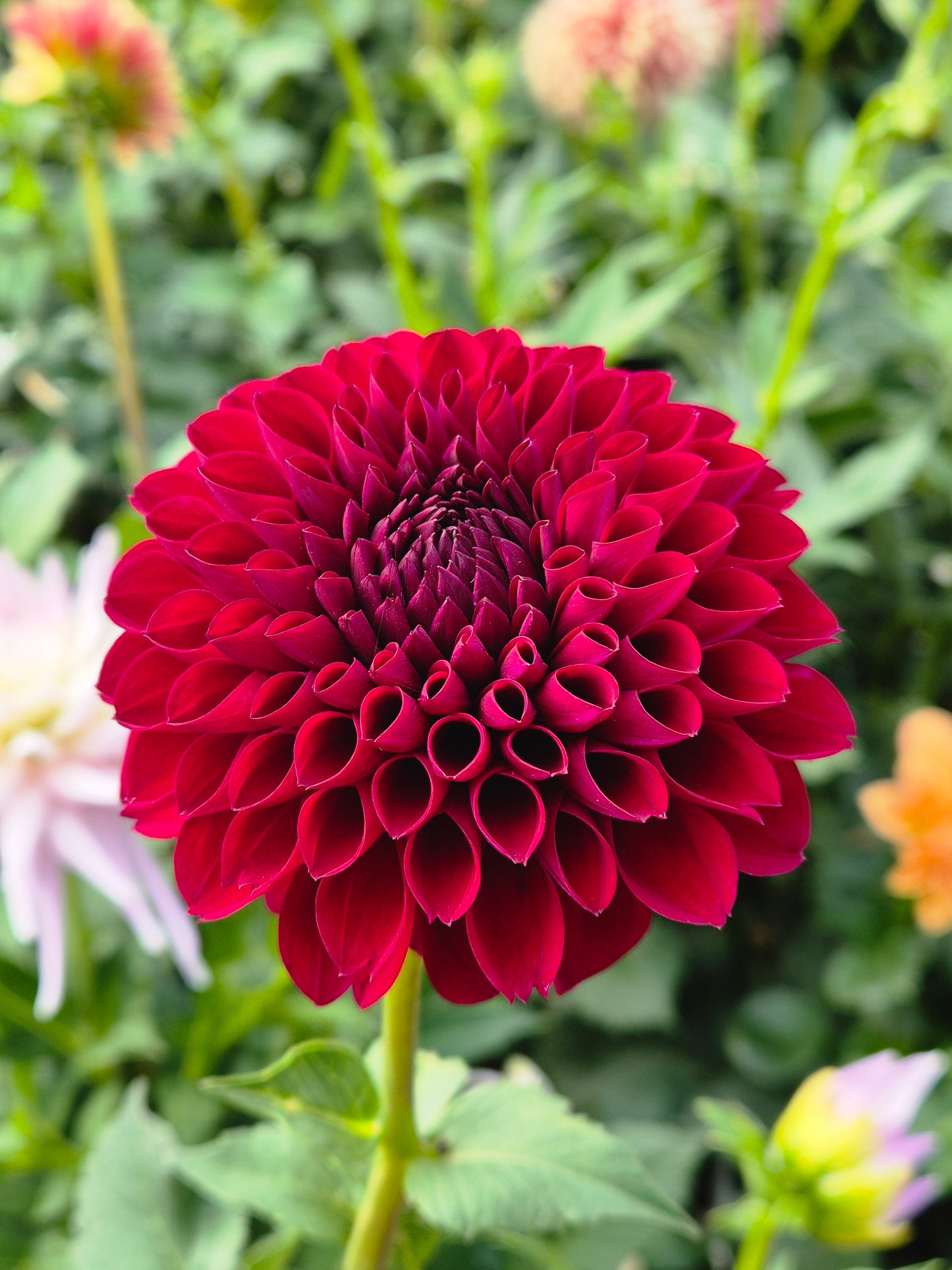 Pixie Rose