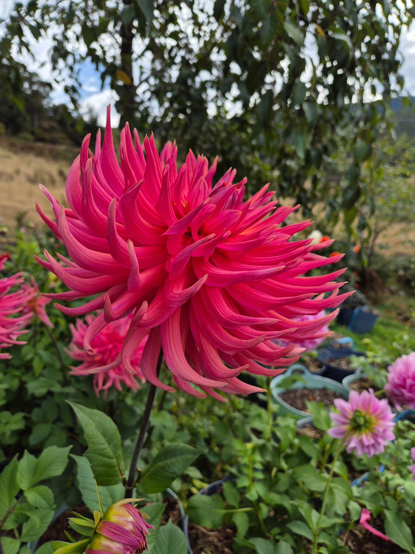 Persian Monarch