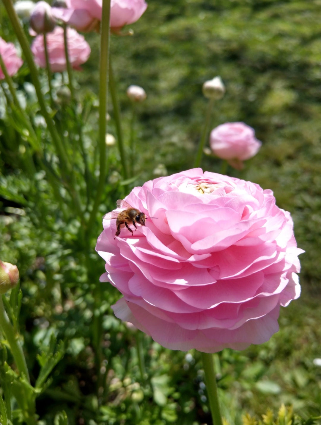 ITALIAN RANUNCULUS - POTTED PLANTS