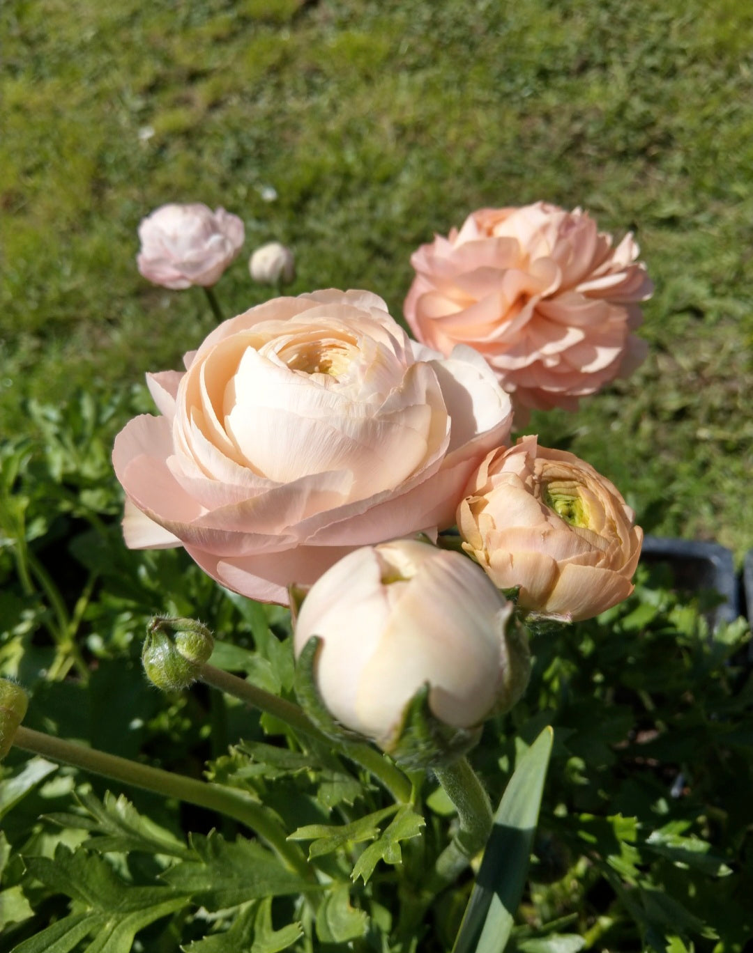 ITALIAN RANUNCULUS - POTTED PLANTS