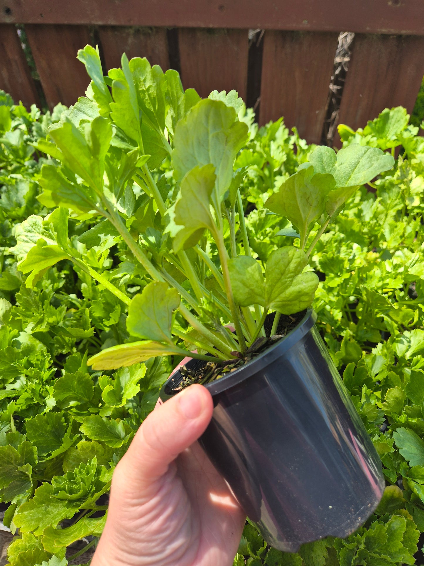 ITALIAN RANUNCULUS - POTTED PLANTS