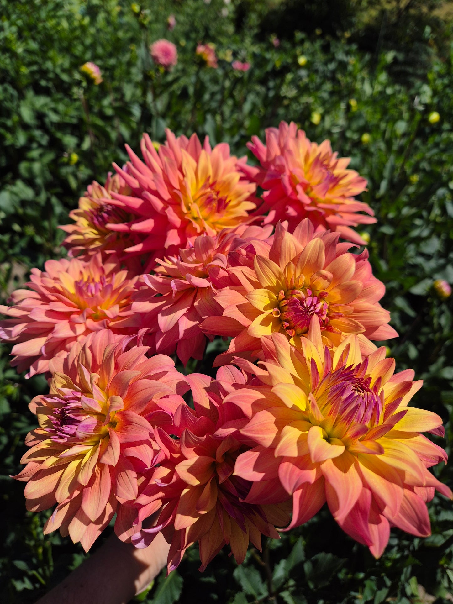 Florelie Seastar