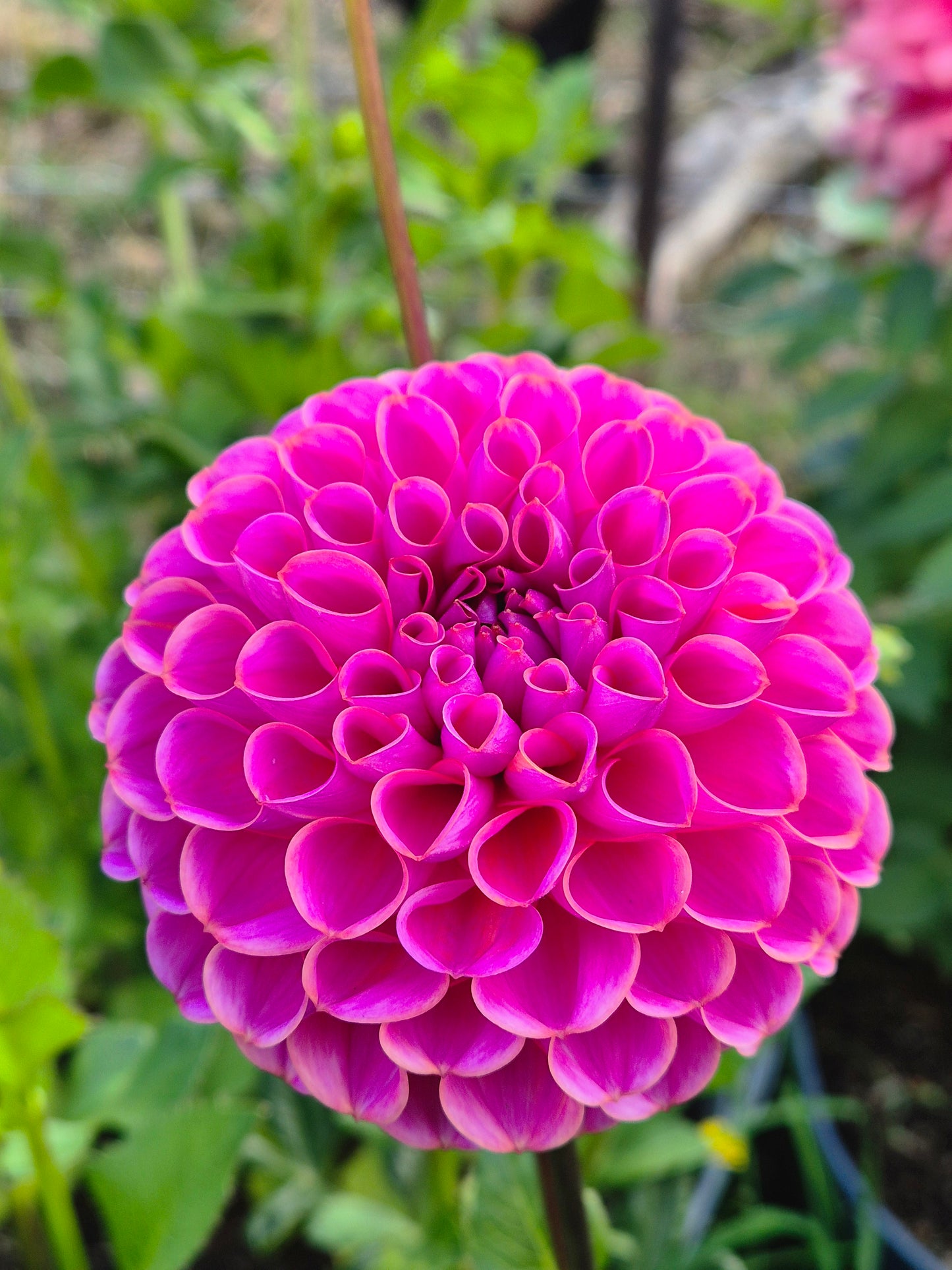 Isabel (variegated)