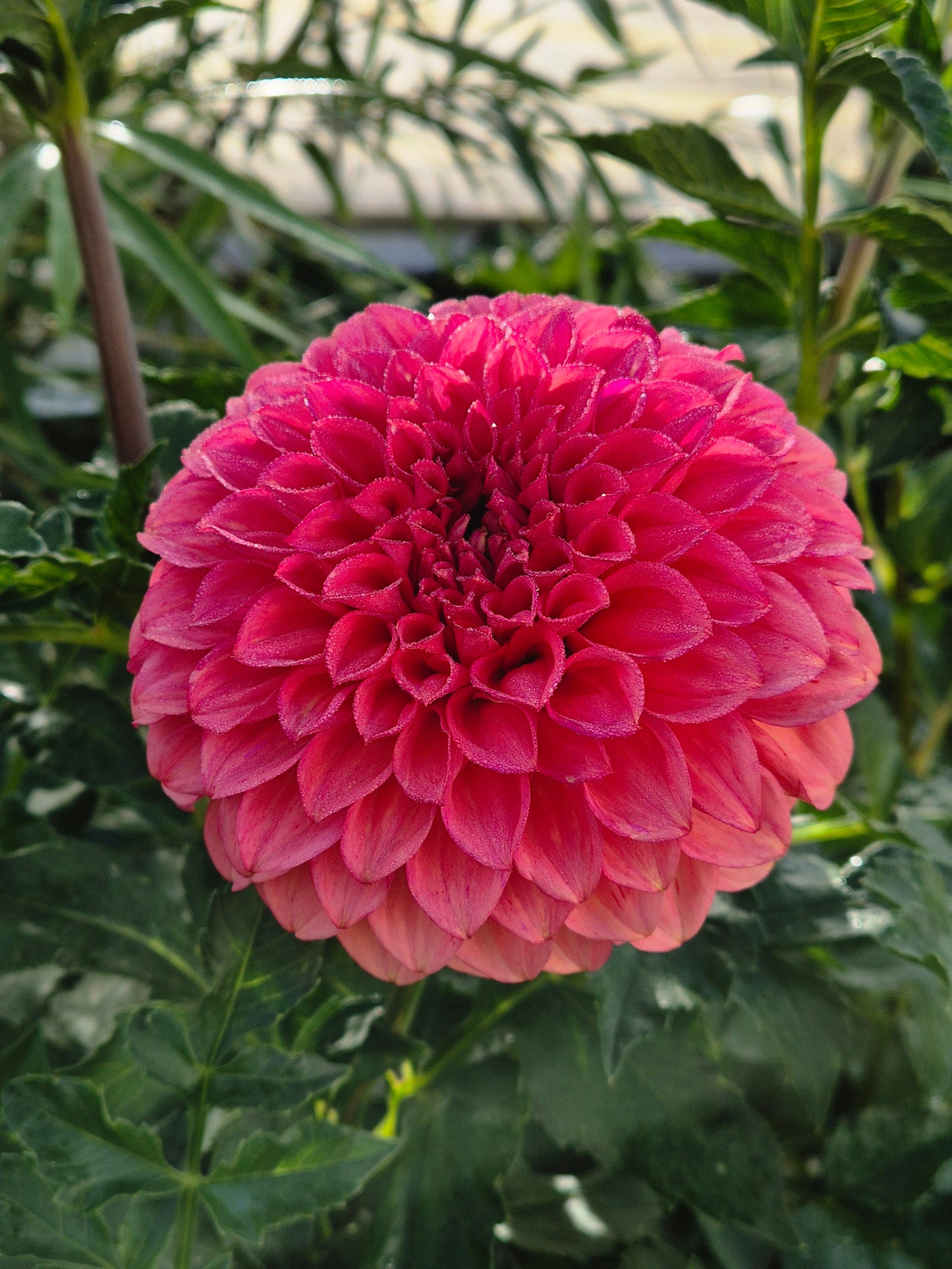 Devon Opaline
