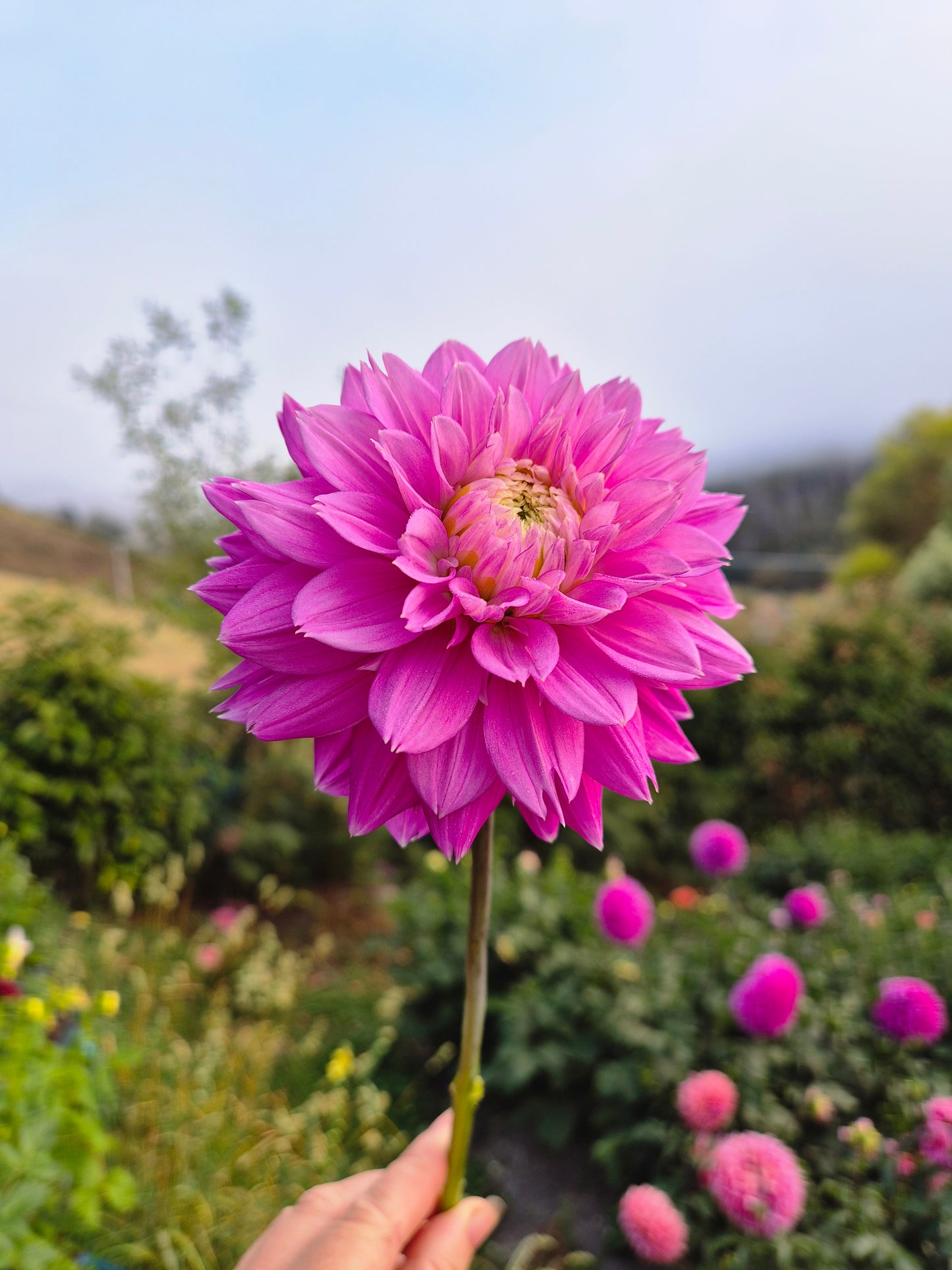 Florelie Tutu