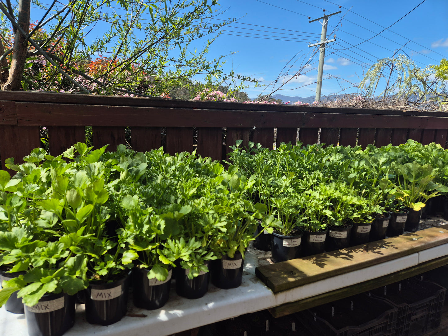 ITALIAN RANUNCULUS - POTTED PLANTS