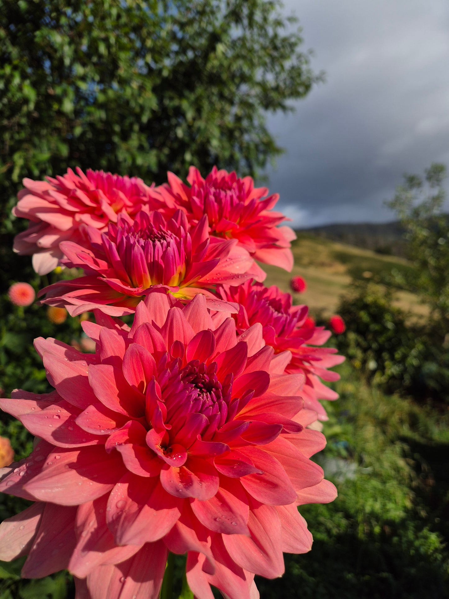 WV's Victoria Blush