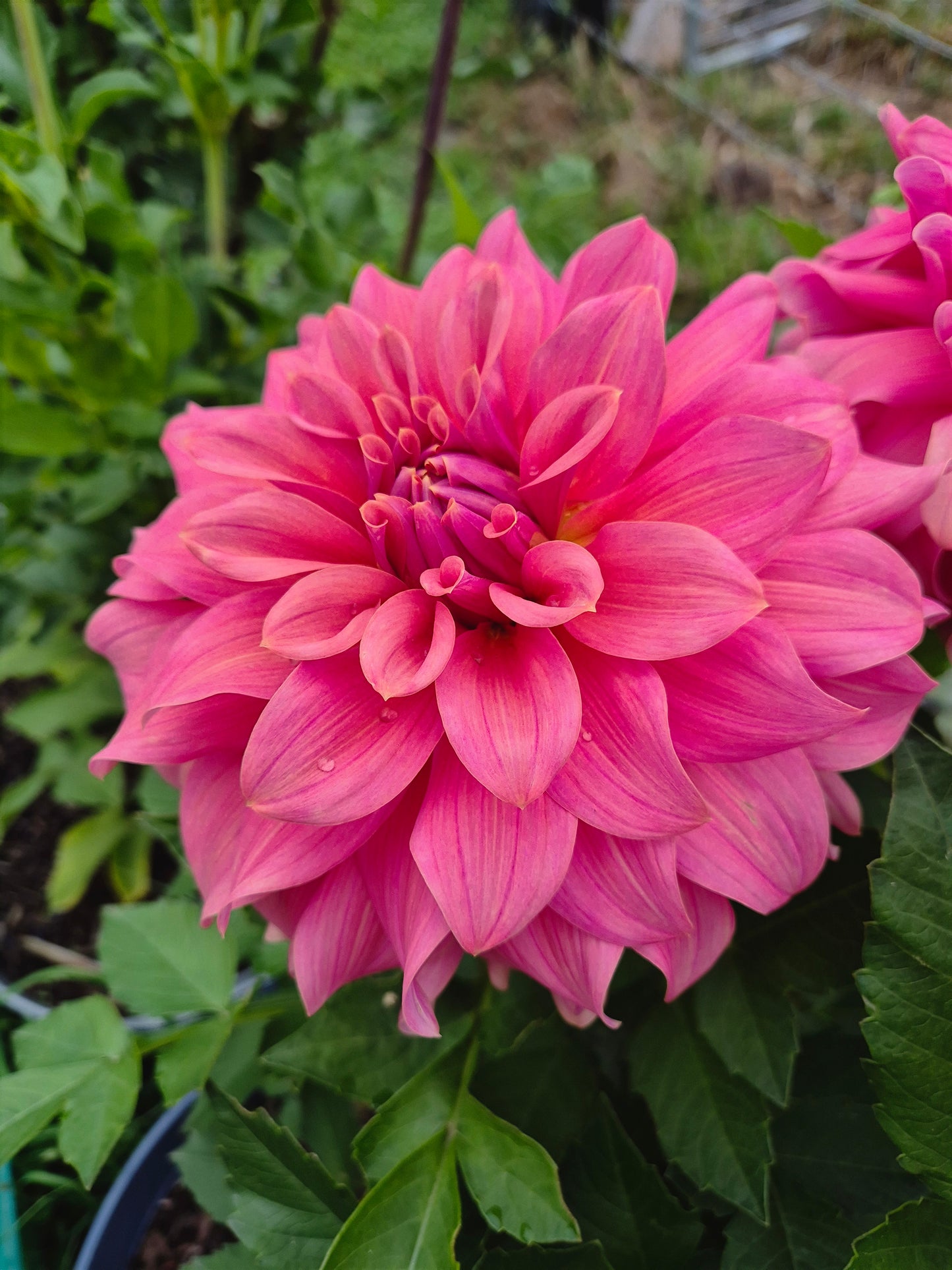 Lileah Caramel Rose