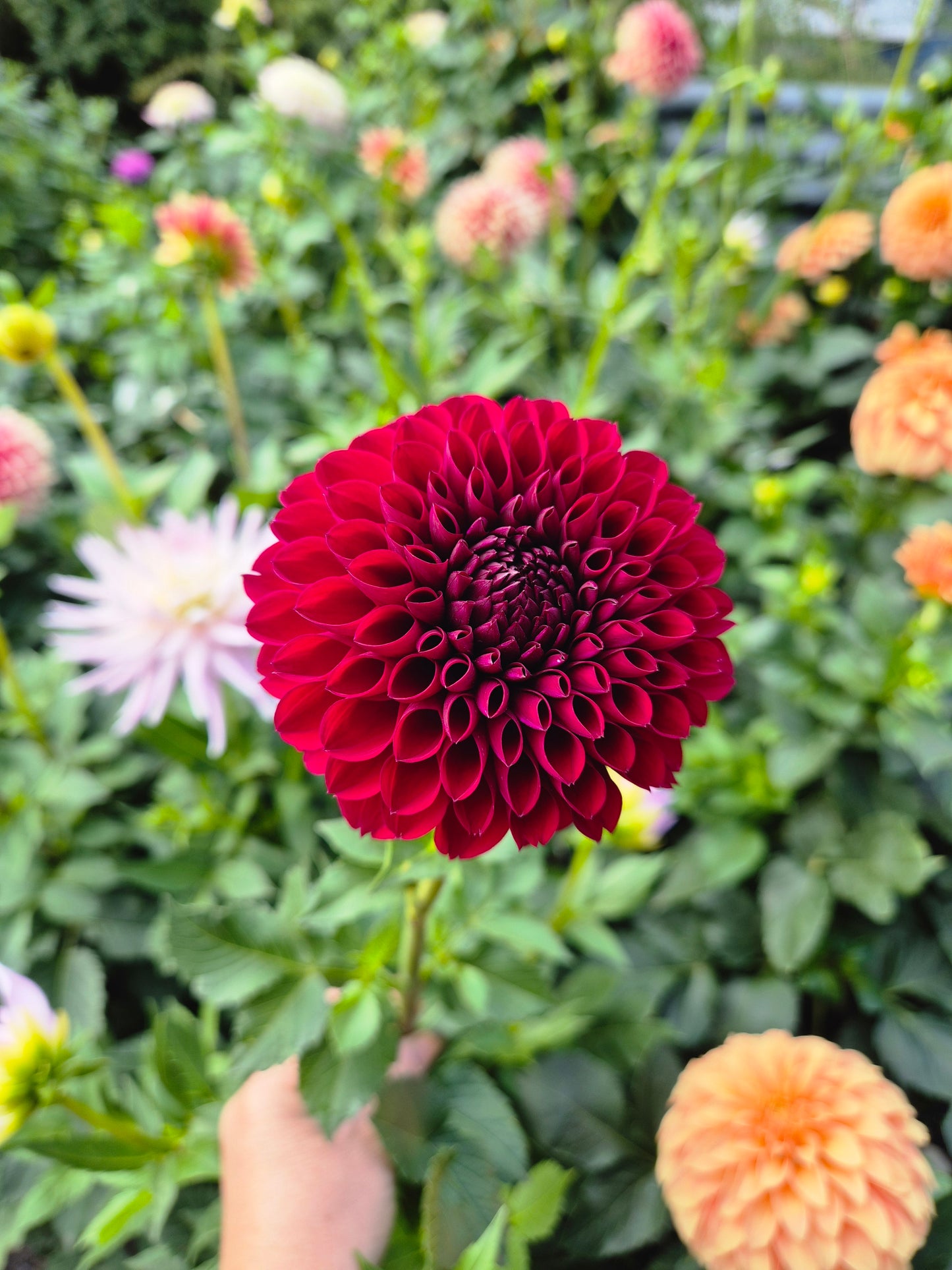 Pixie Rose