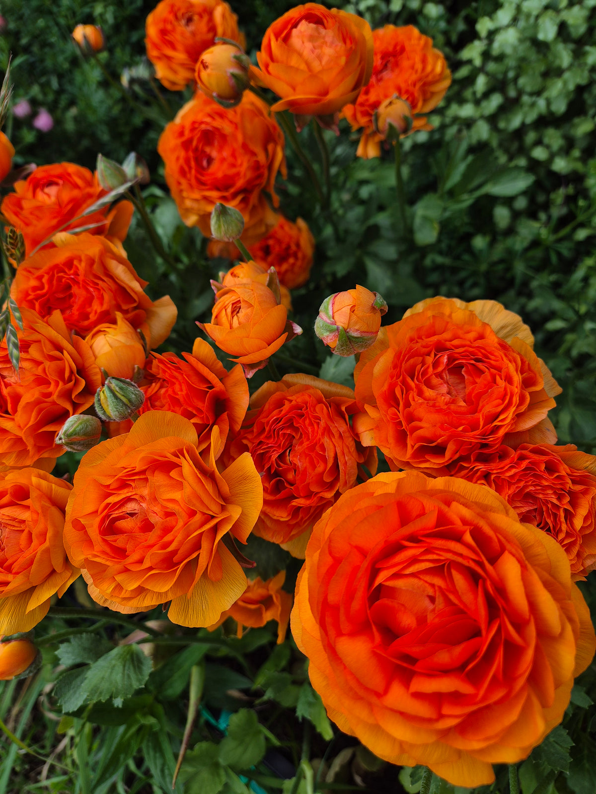 Italian Ranunculus Potted Plants