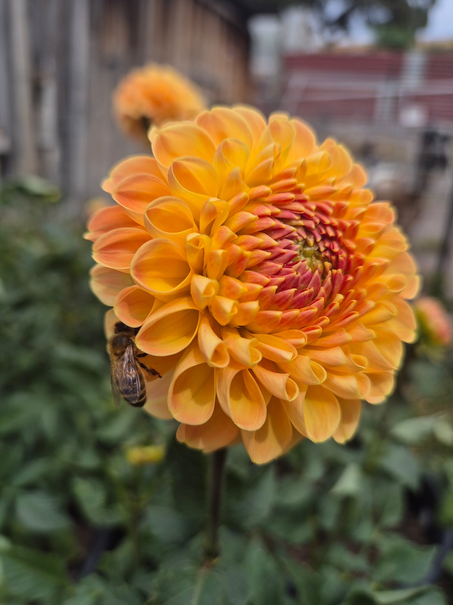 Crichton Honey