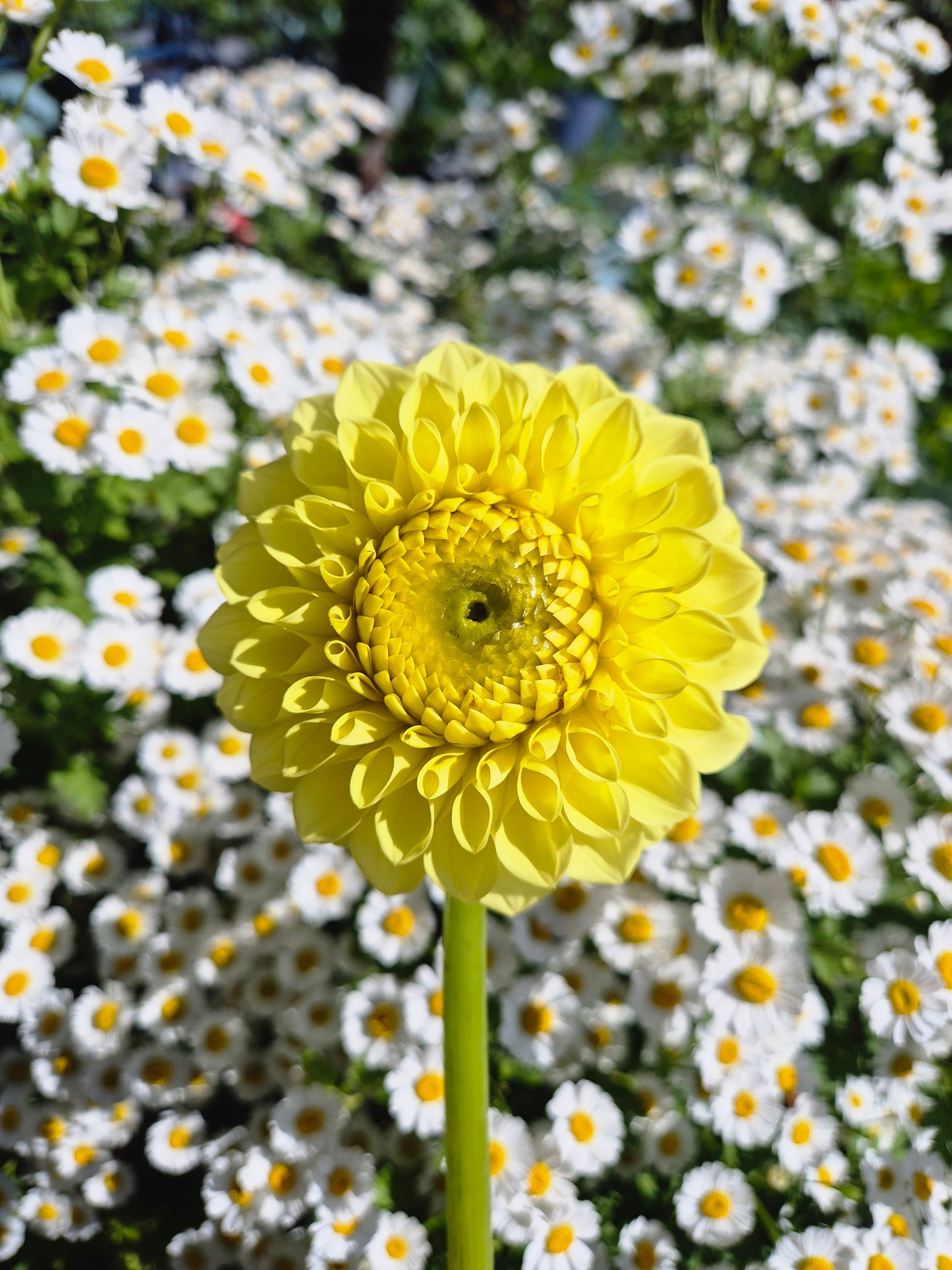 Blyton Golden Girl