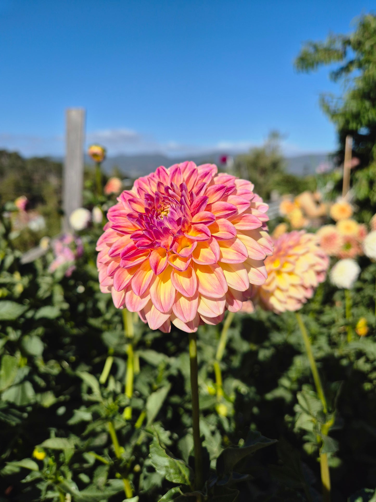 Florelie Harmony