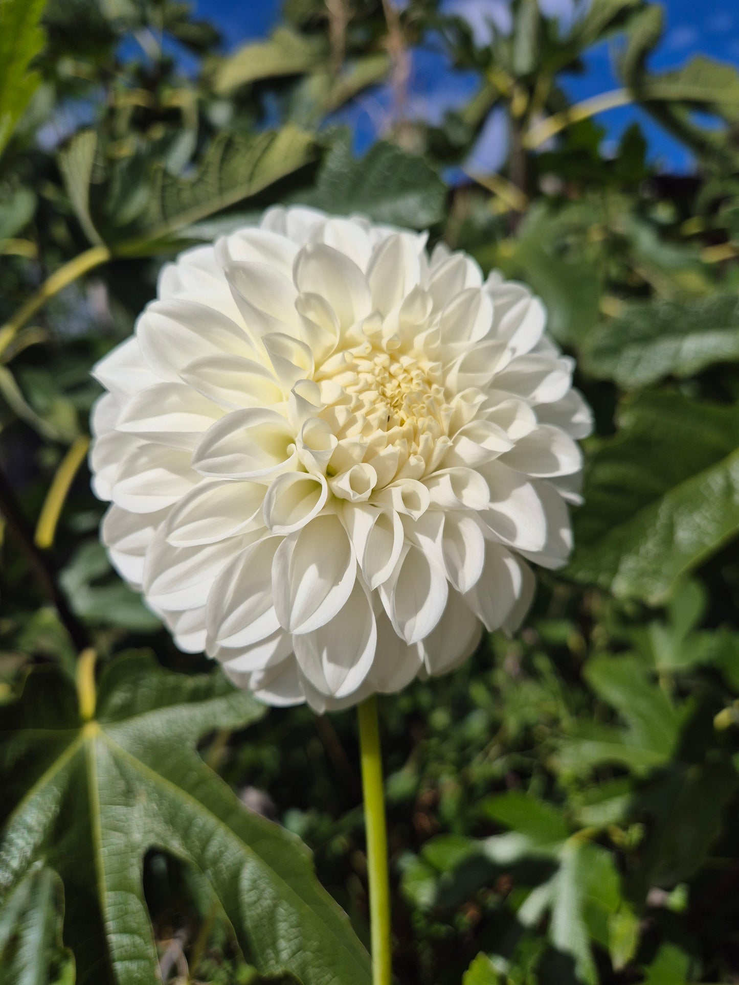 Coorabell Alpine