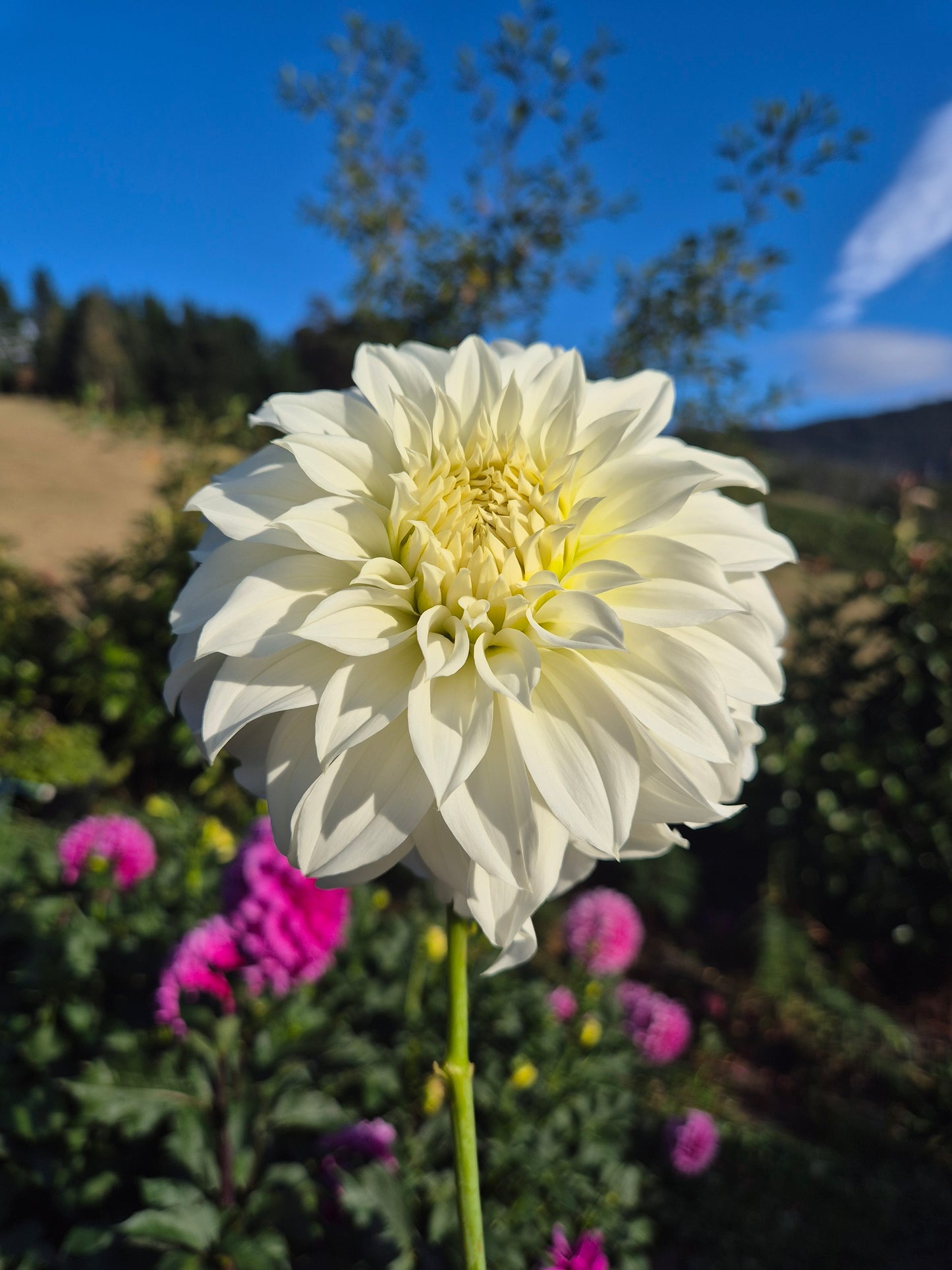 Florelie Whipped Cream