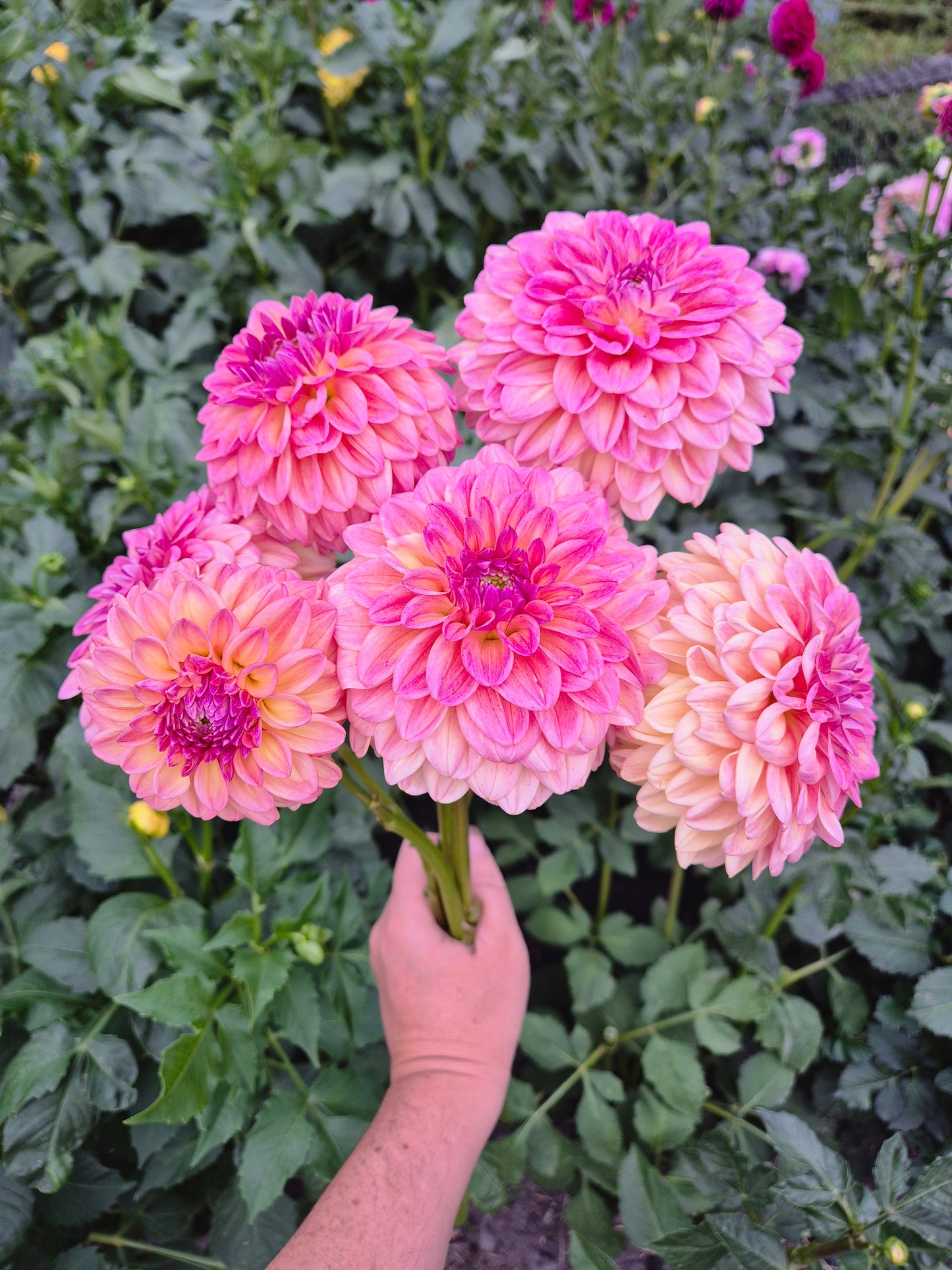 Florelie Harmony