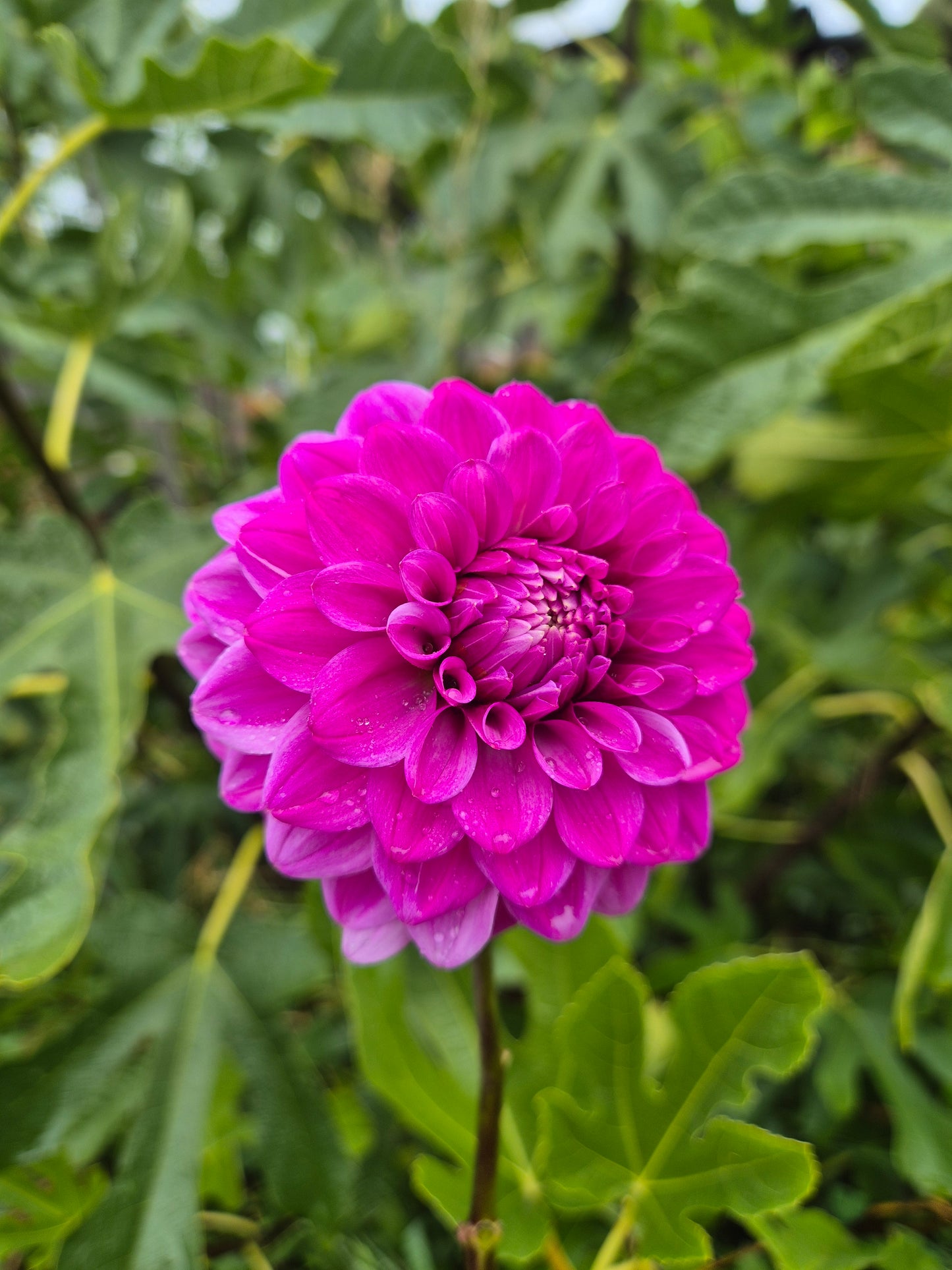 Florelie Jeanette