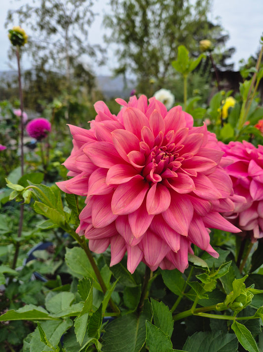 Lileah Caramel Rose - Potted CUTTING (Pick up only)