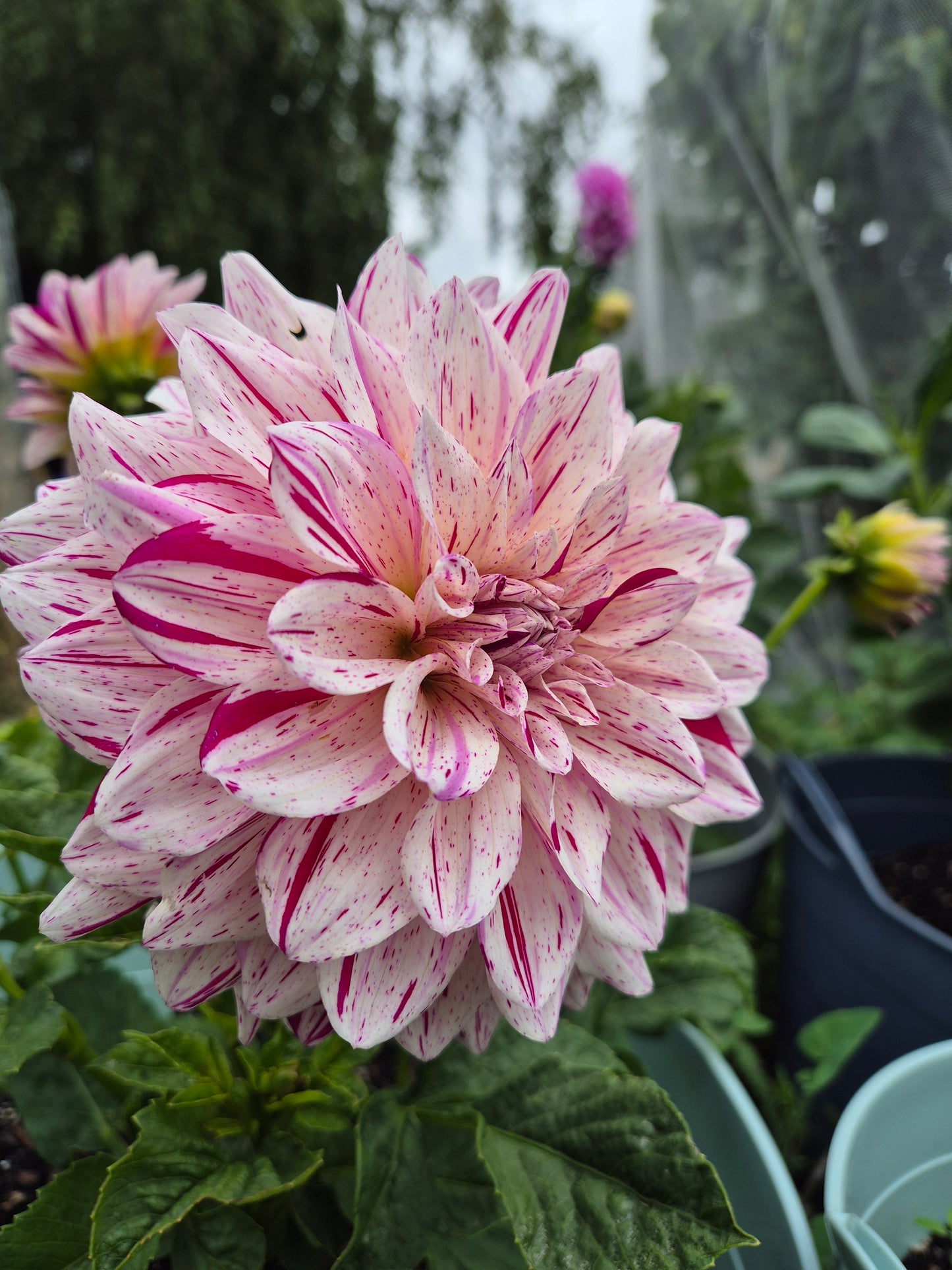Florelie Kahuna