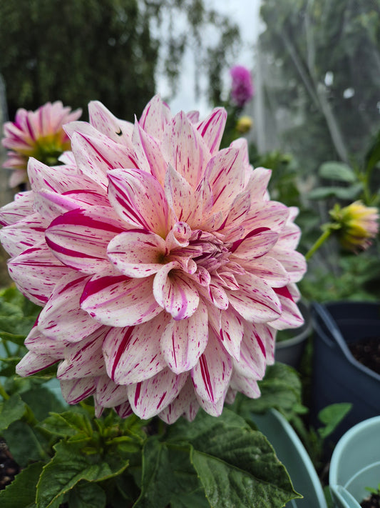 Florelie Kahuna