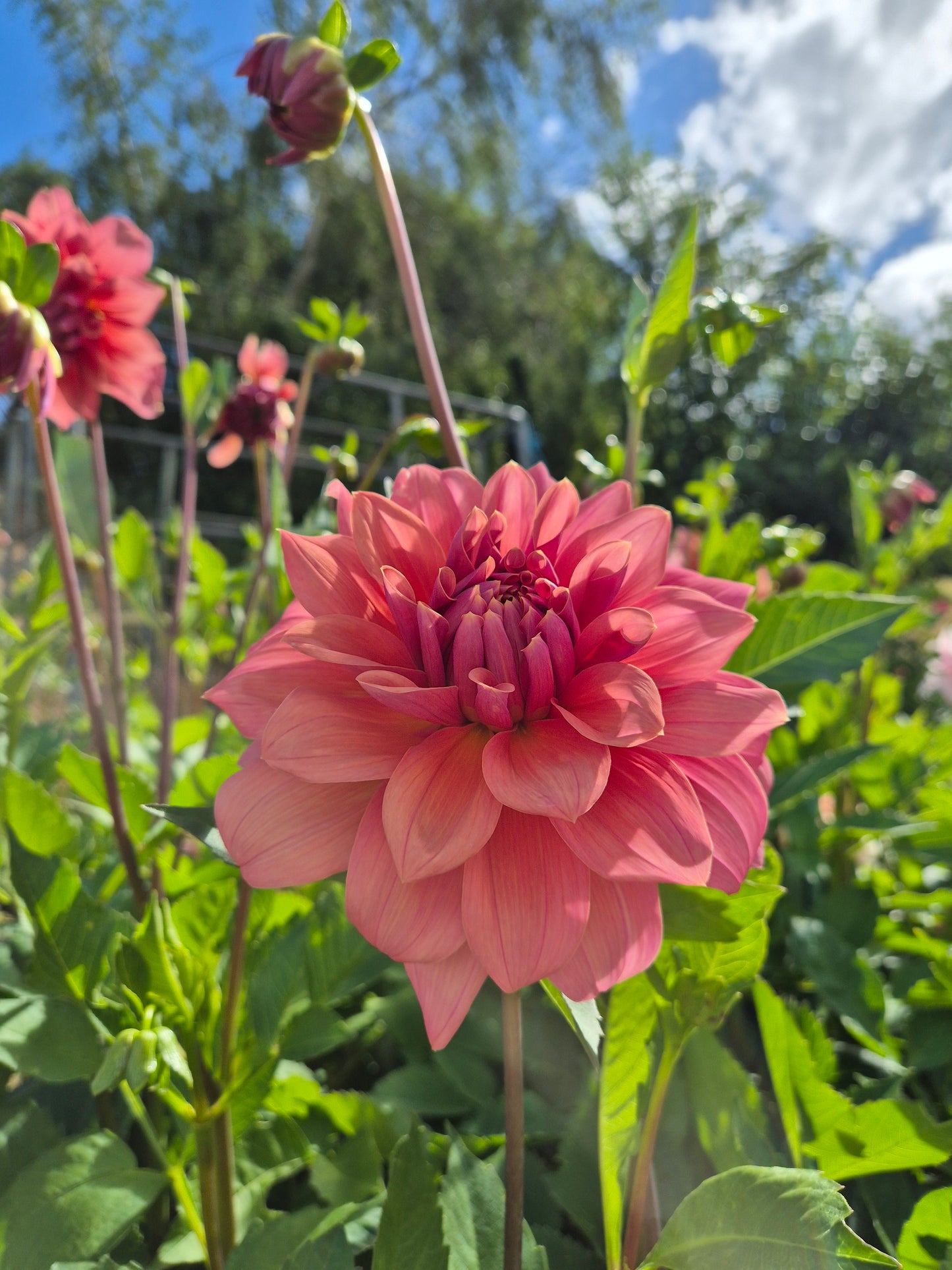 Lileah Caramel Rose