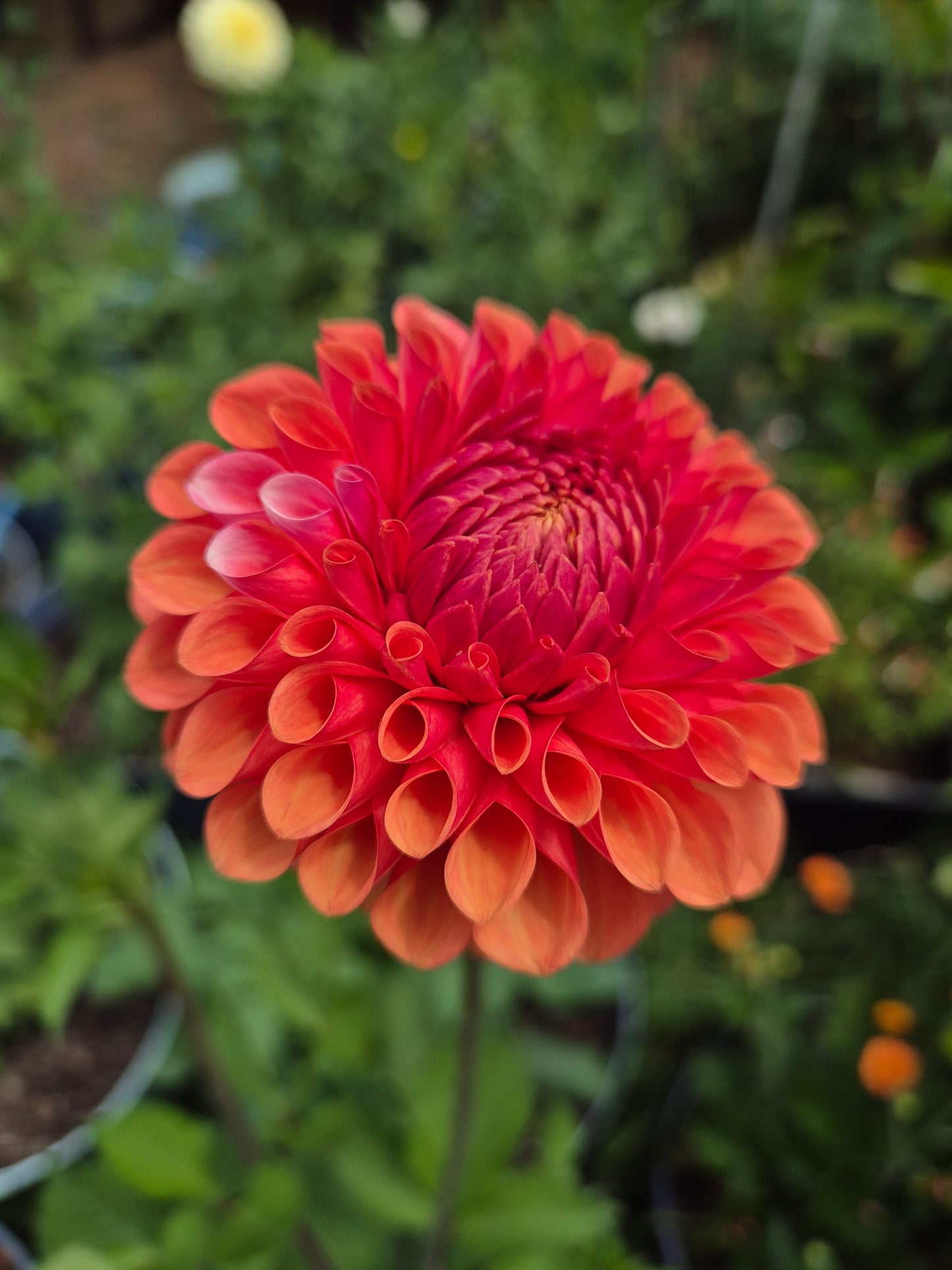 Florelie Angostura