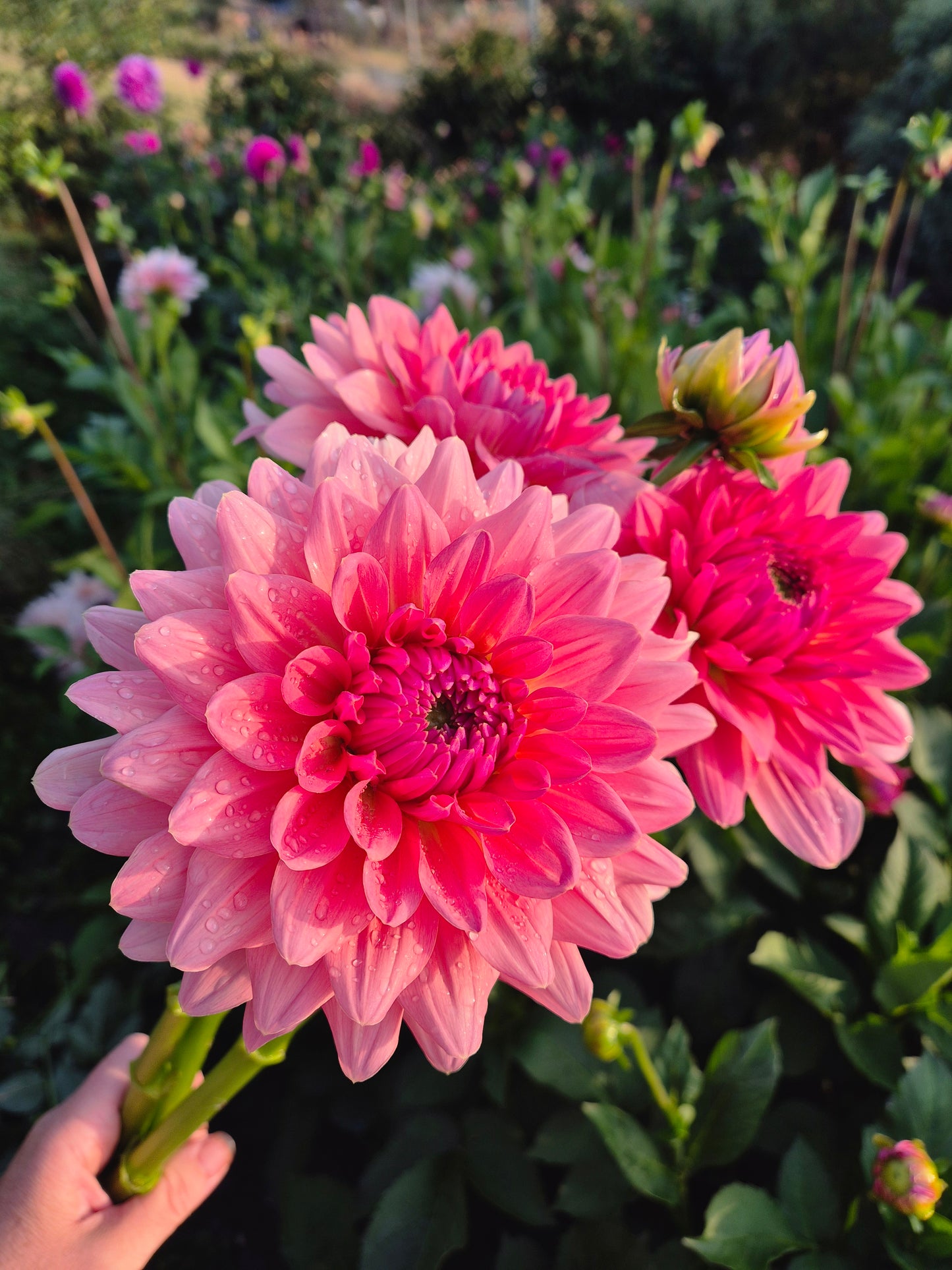 WV's Victoria Blush